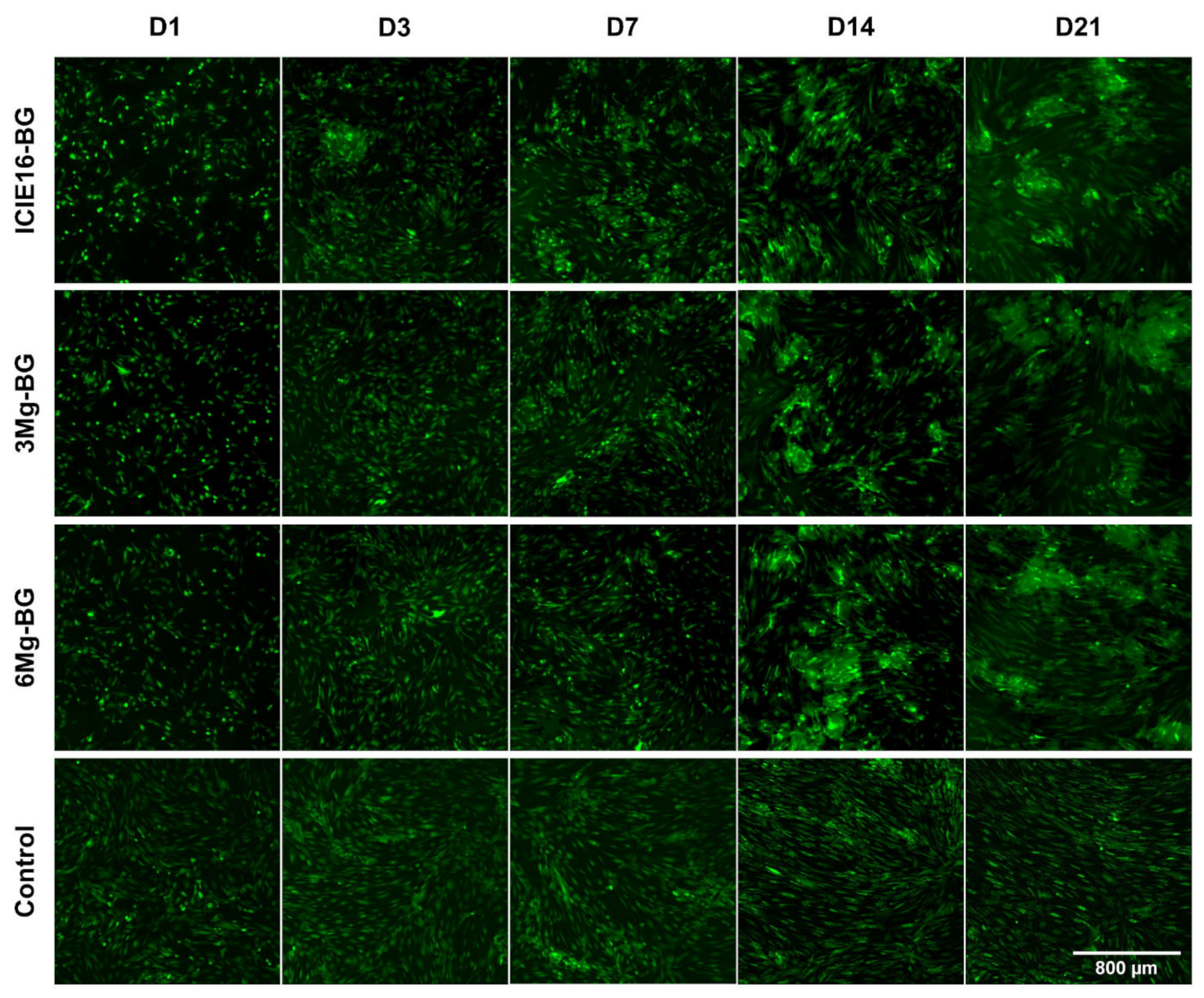Ijms 22 12703 g004 550