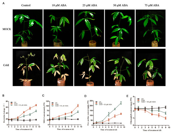 Ijms Free Full Text Hbsnrk2 6 Functions In Aba Regulated Cold Stress Response By Promoting Hbice2 Transcriptional Activity In Hevea Brasiliensis Html