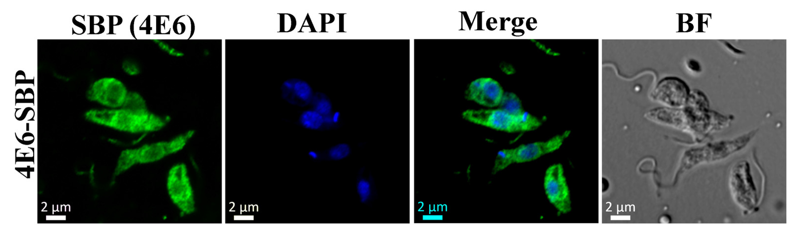 Ijms 22 12720 g002 550