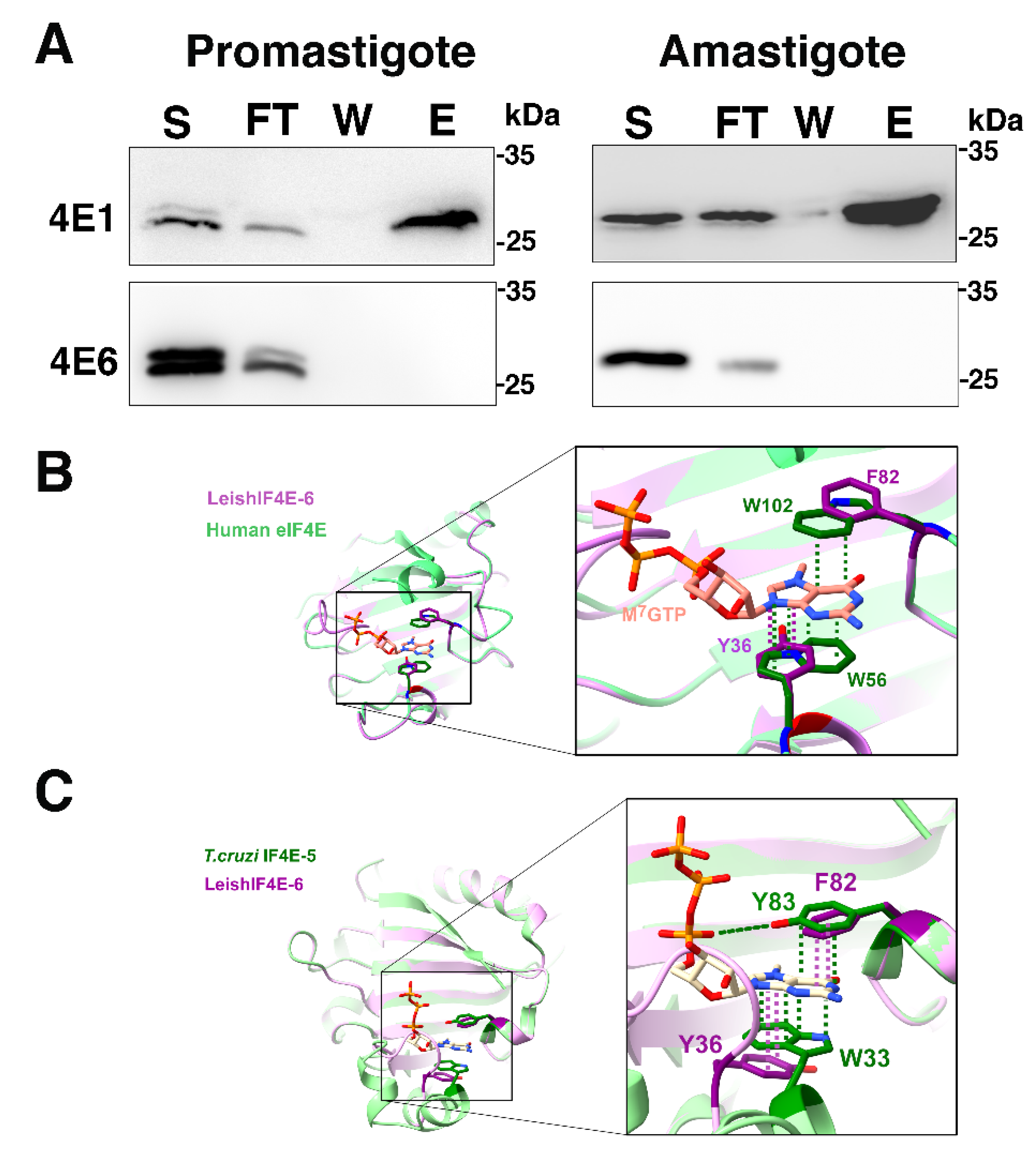 Ijms 22 12720 g004 550