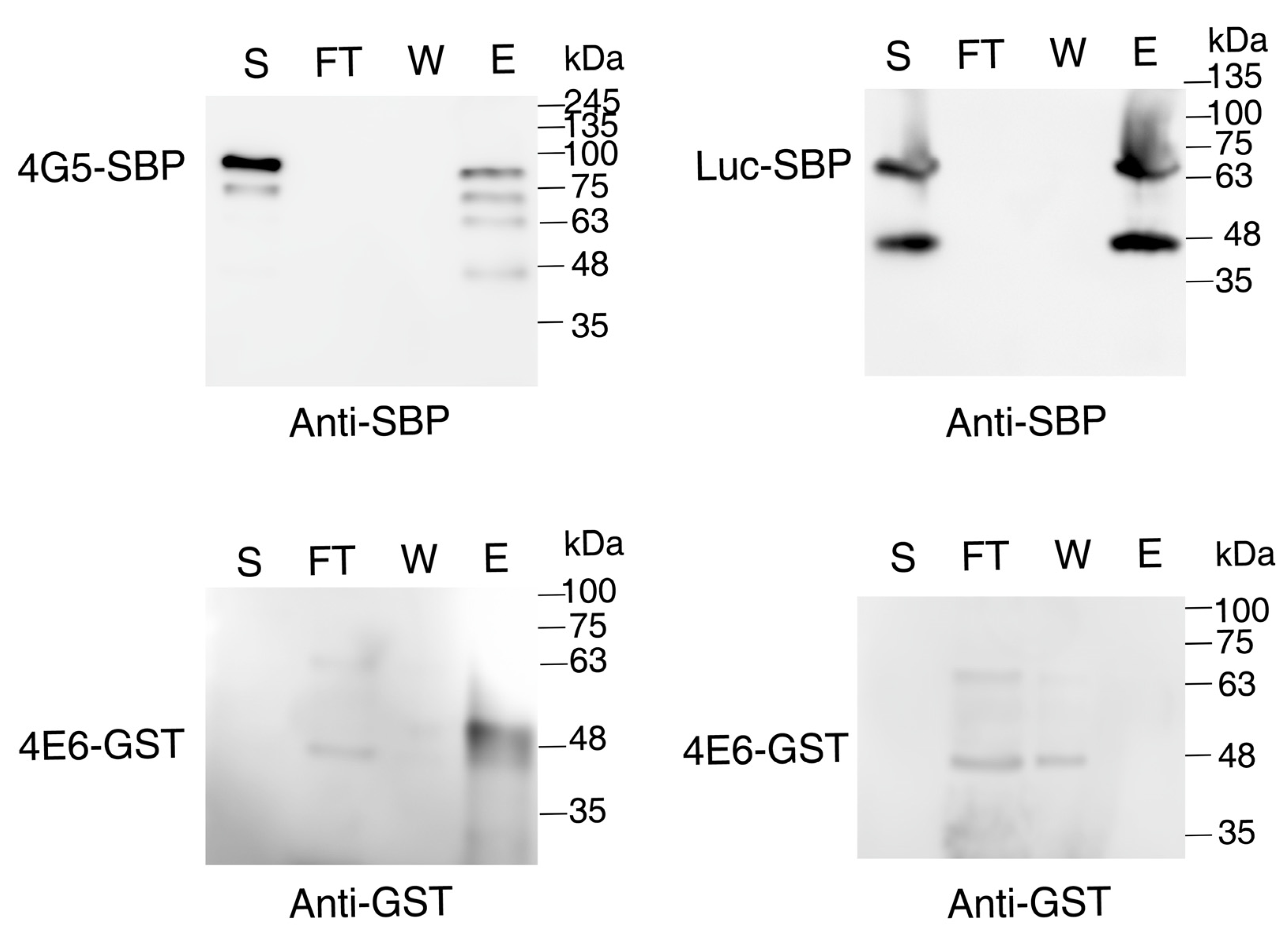 Ijms 22 12720 g006 550