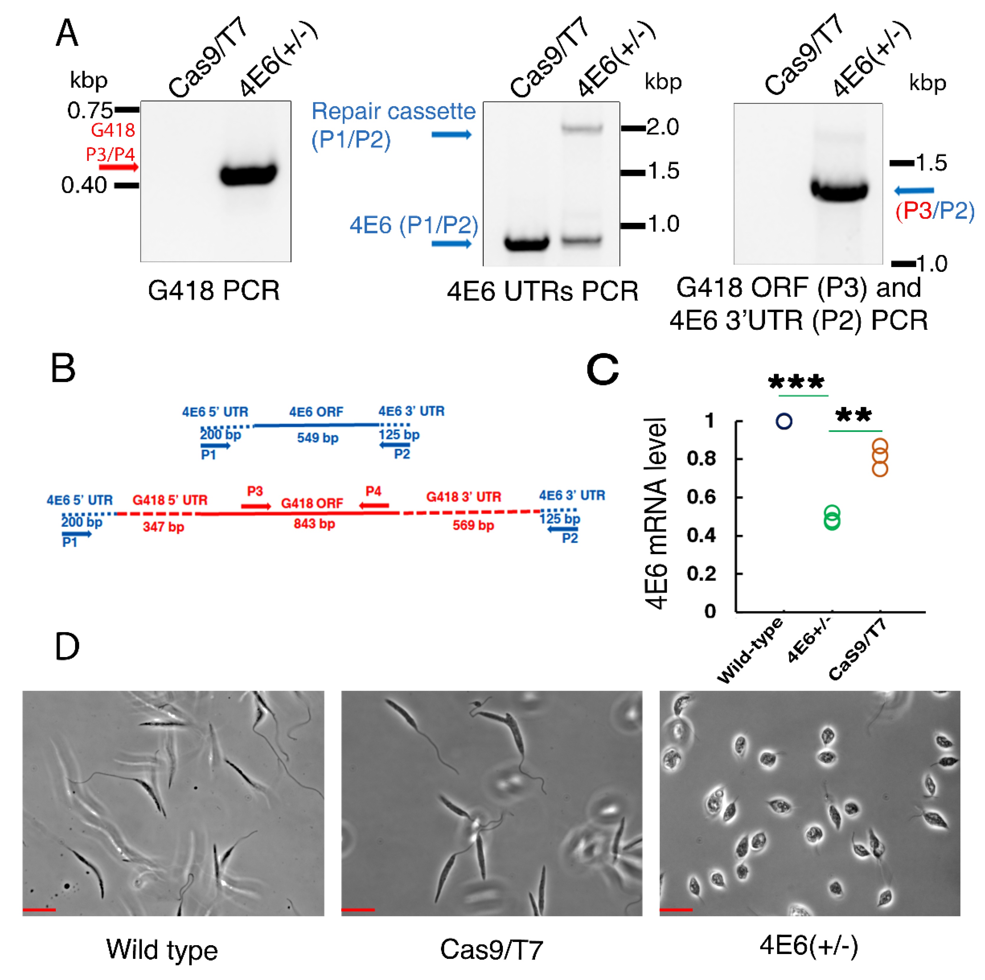 Ijms 22 12720 g007 550
