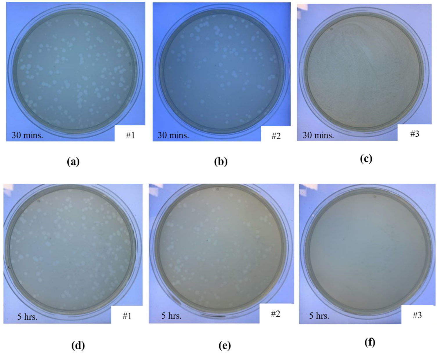 Ijms 22 12721 g010 550