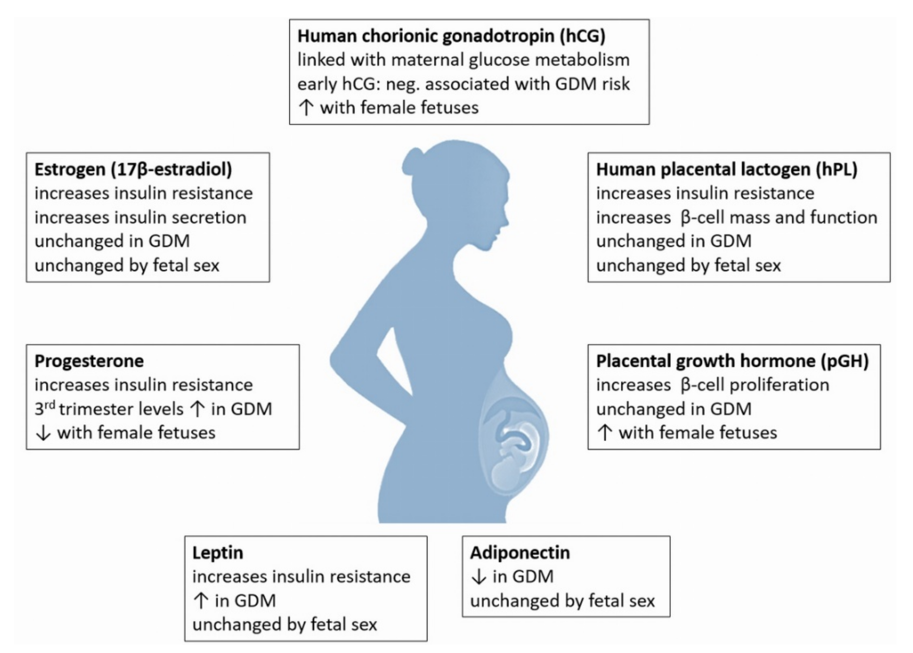 Ijms Free Full Text Placental Endocrine Activity Adaptation And Disruption Of Maternal