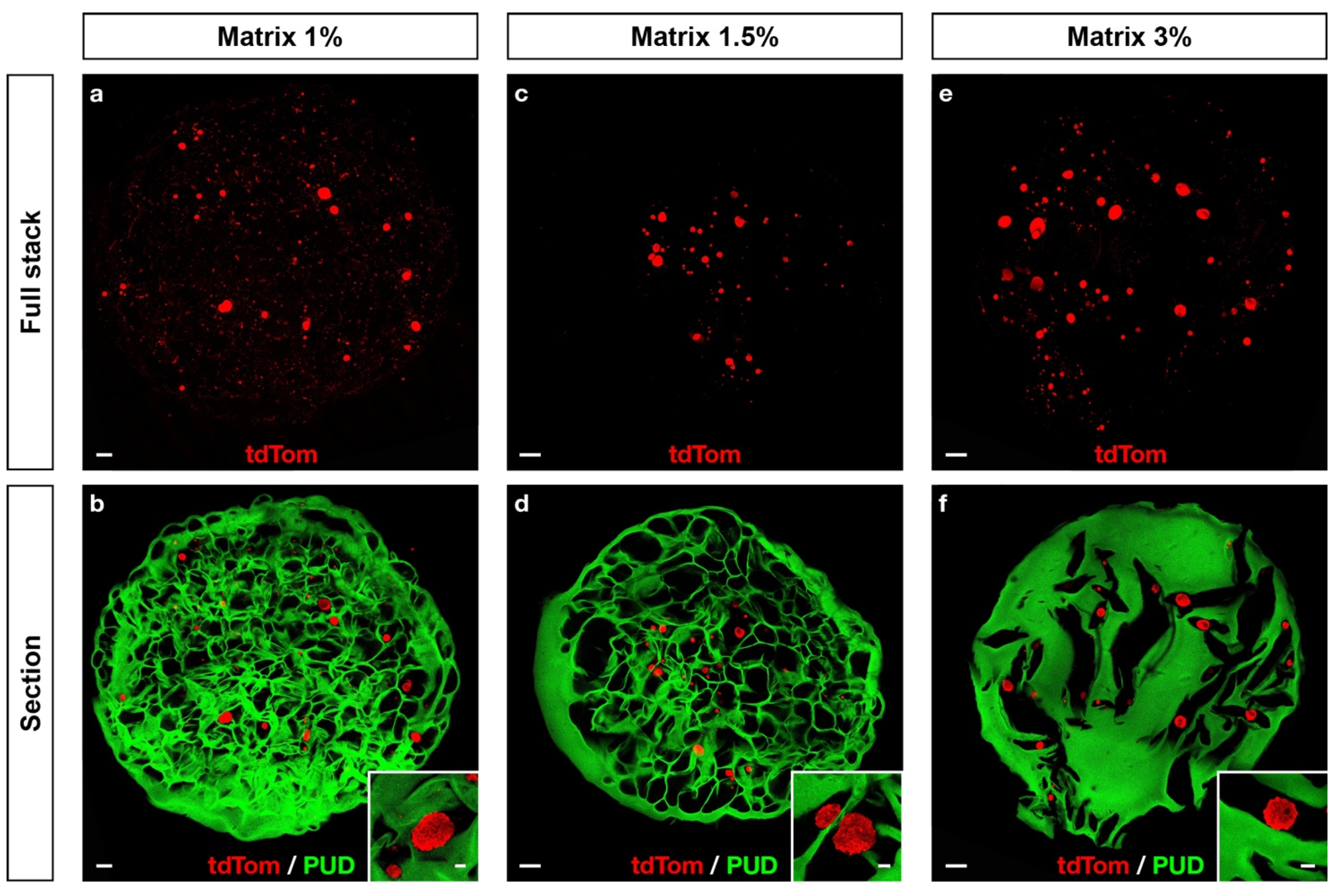 Ijms 22 12726 g003 Ijms 22 12726 g003