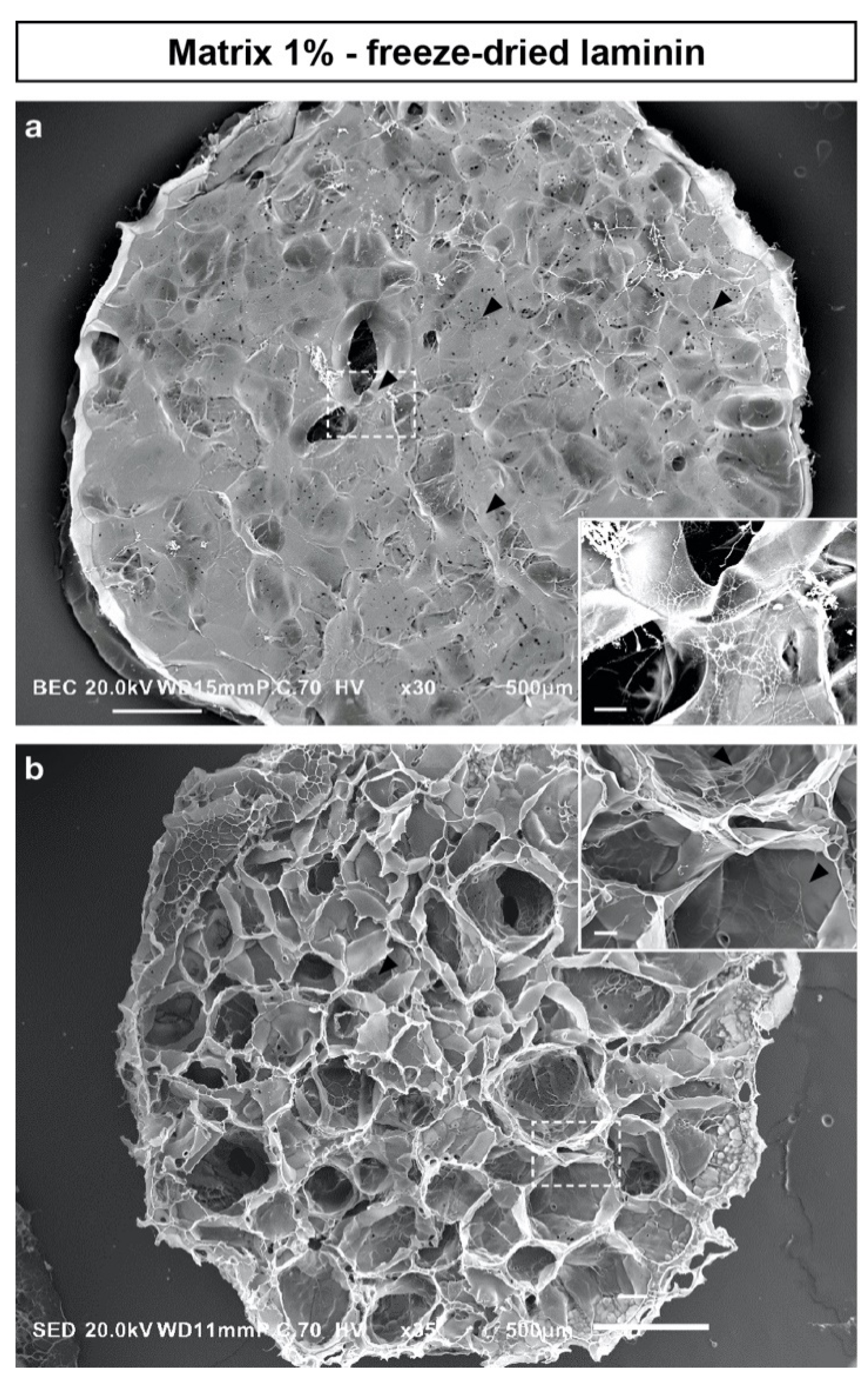 Ijms 22 12726 g004 Ijms 22 12726 g004