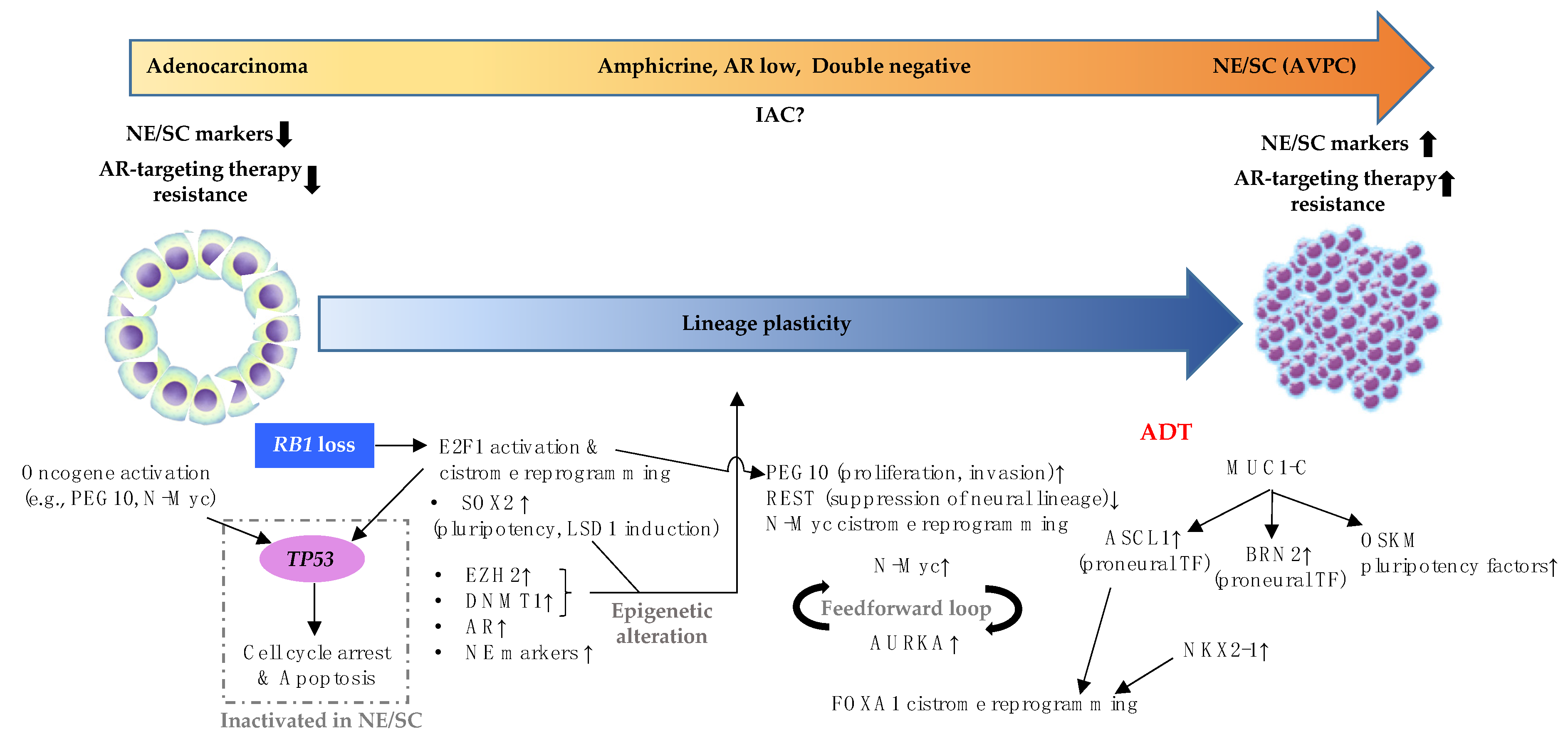 Delineating the Molecular Events Underlying Development of Prostate ...