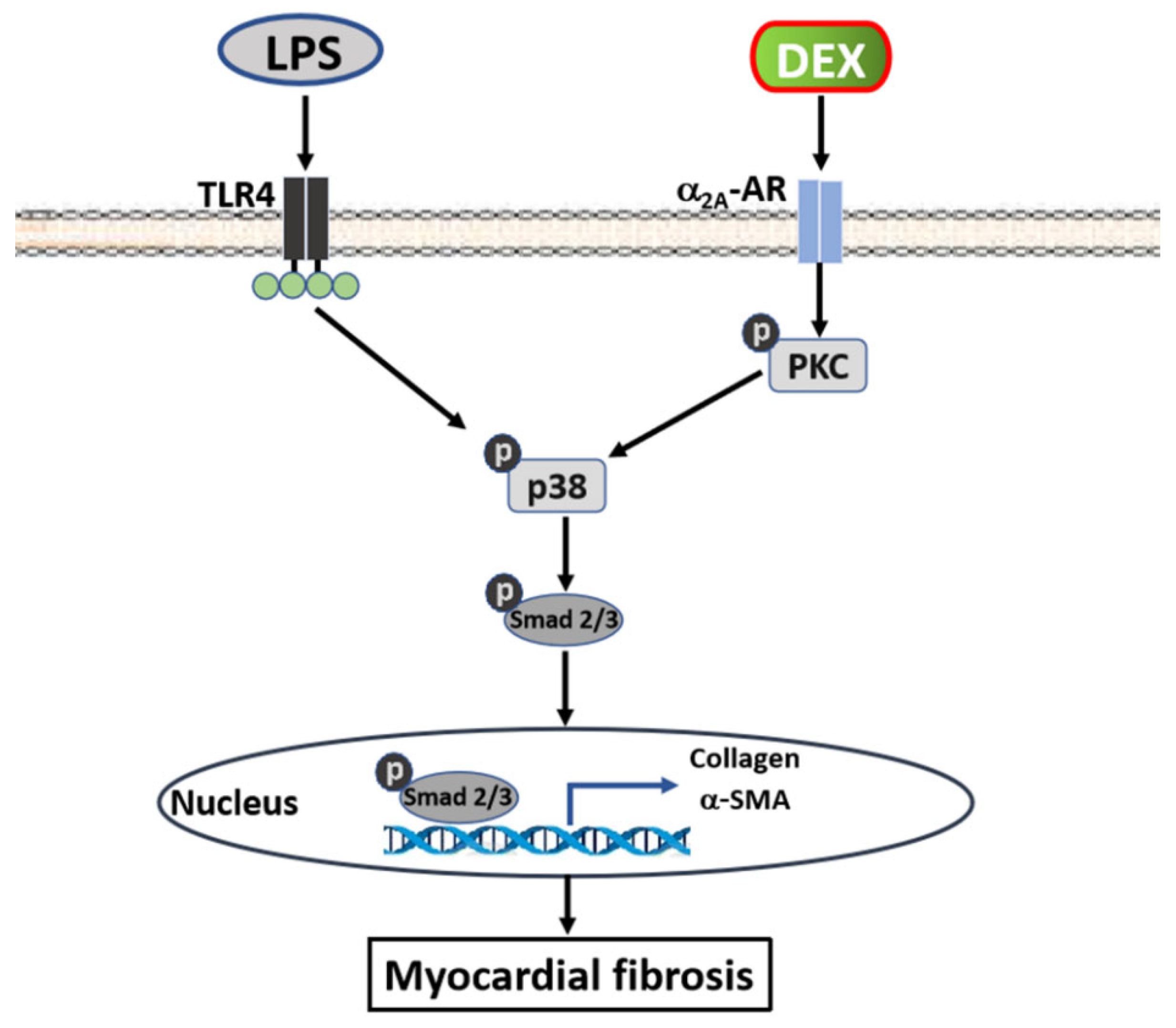 Ijms 22 12749 g007 550