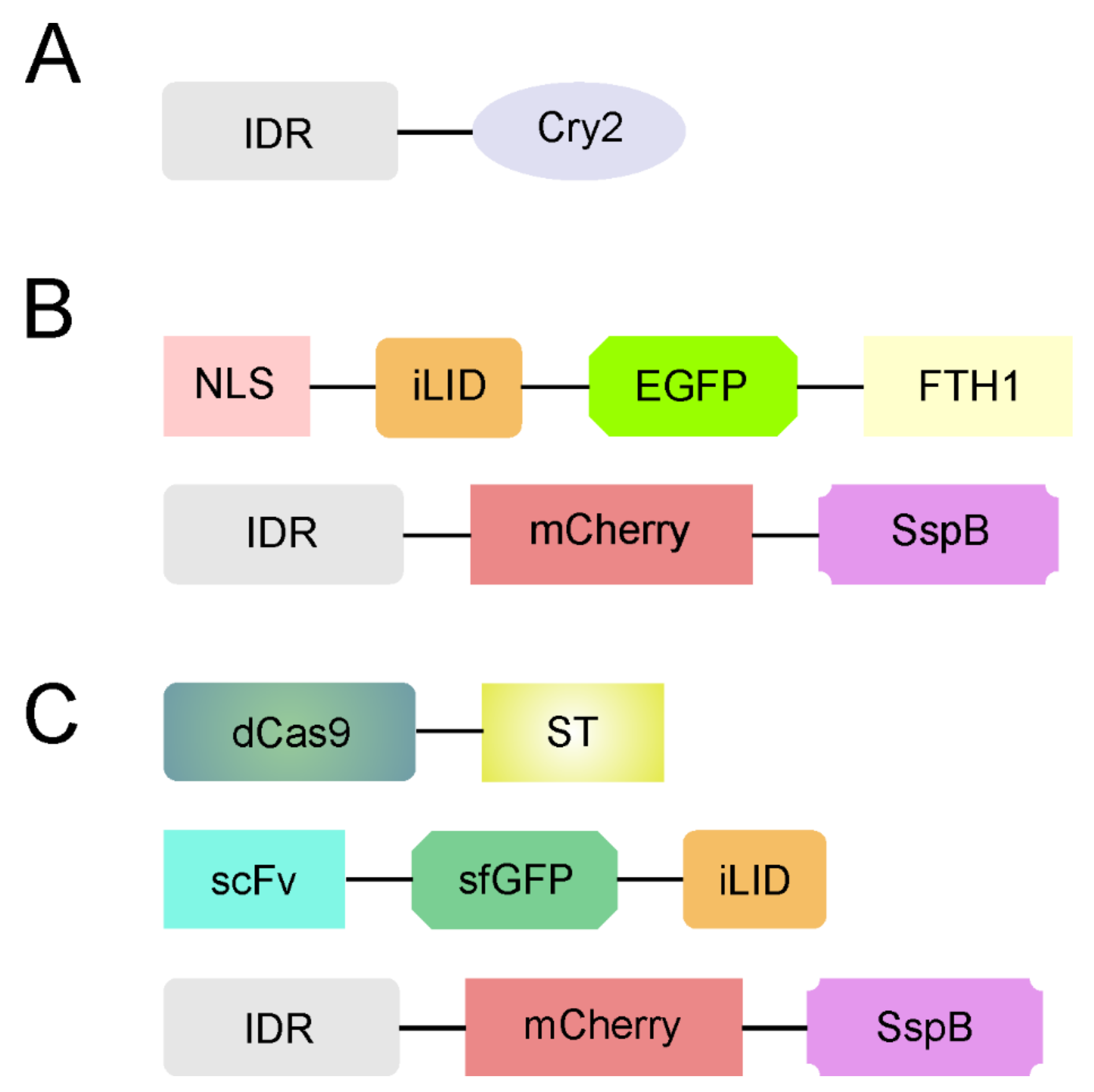 Ijms 22 12758 g003 550