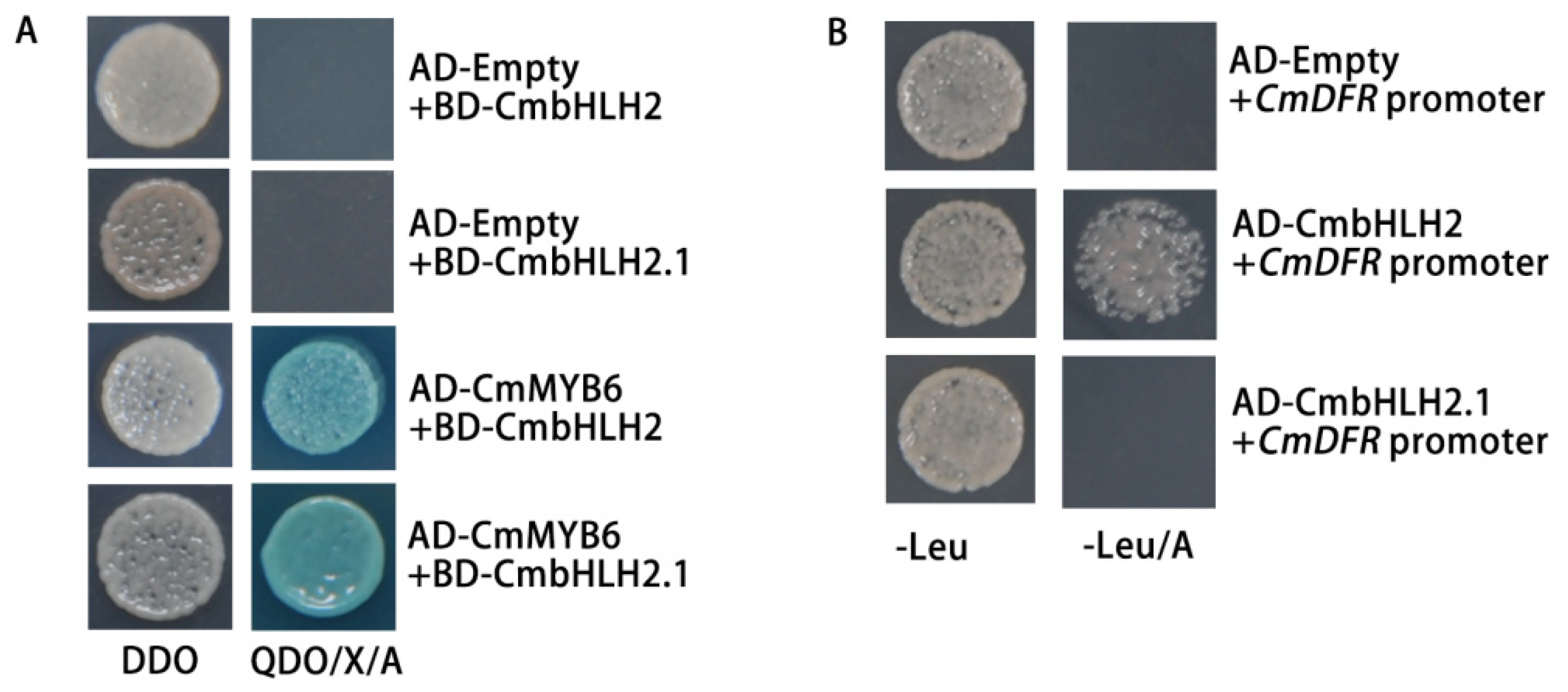 Ijms 22 12769 g006 Ijms 22 12769 g006