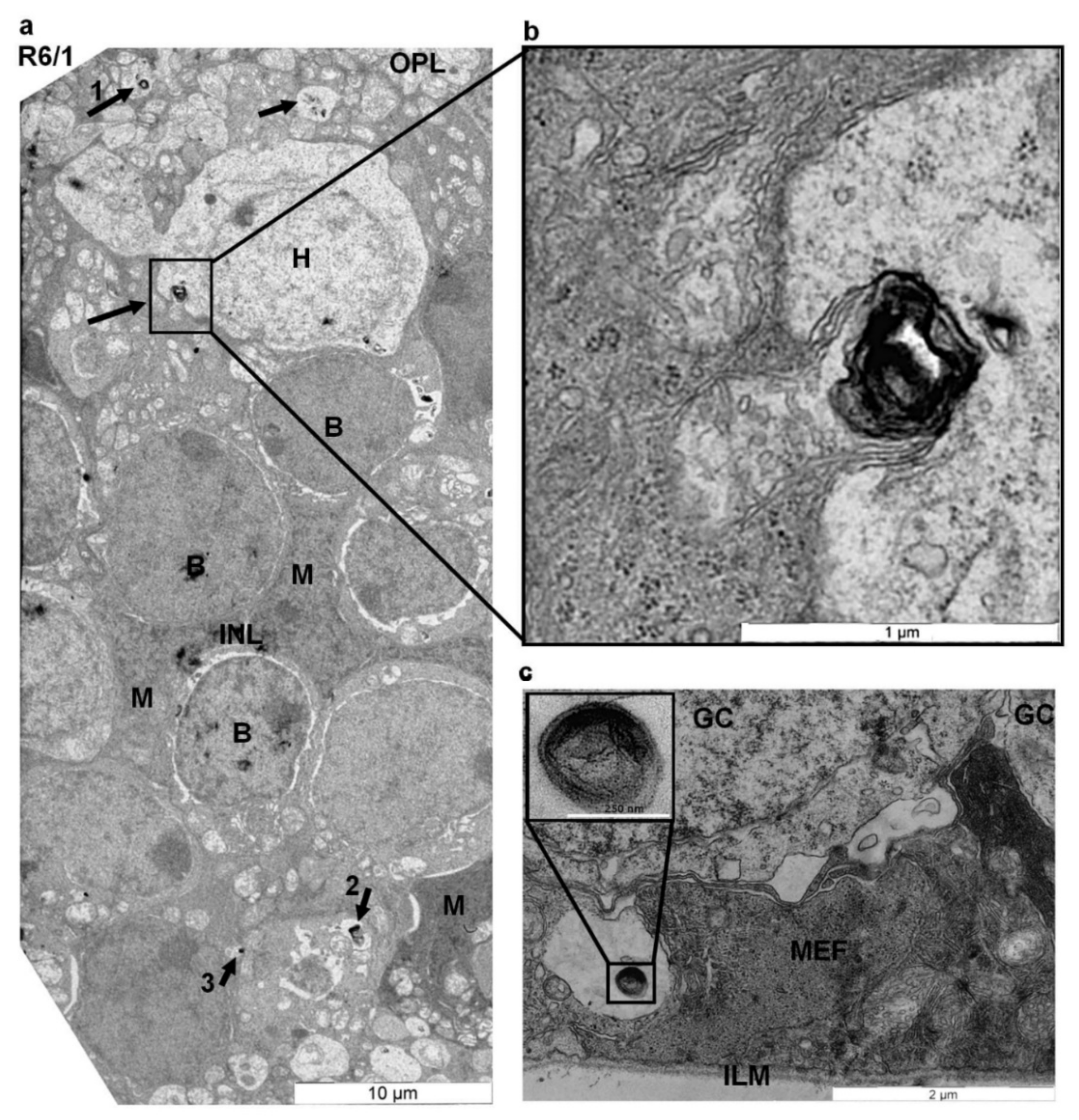 Ijms 22 12771 g002 550