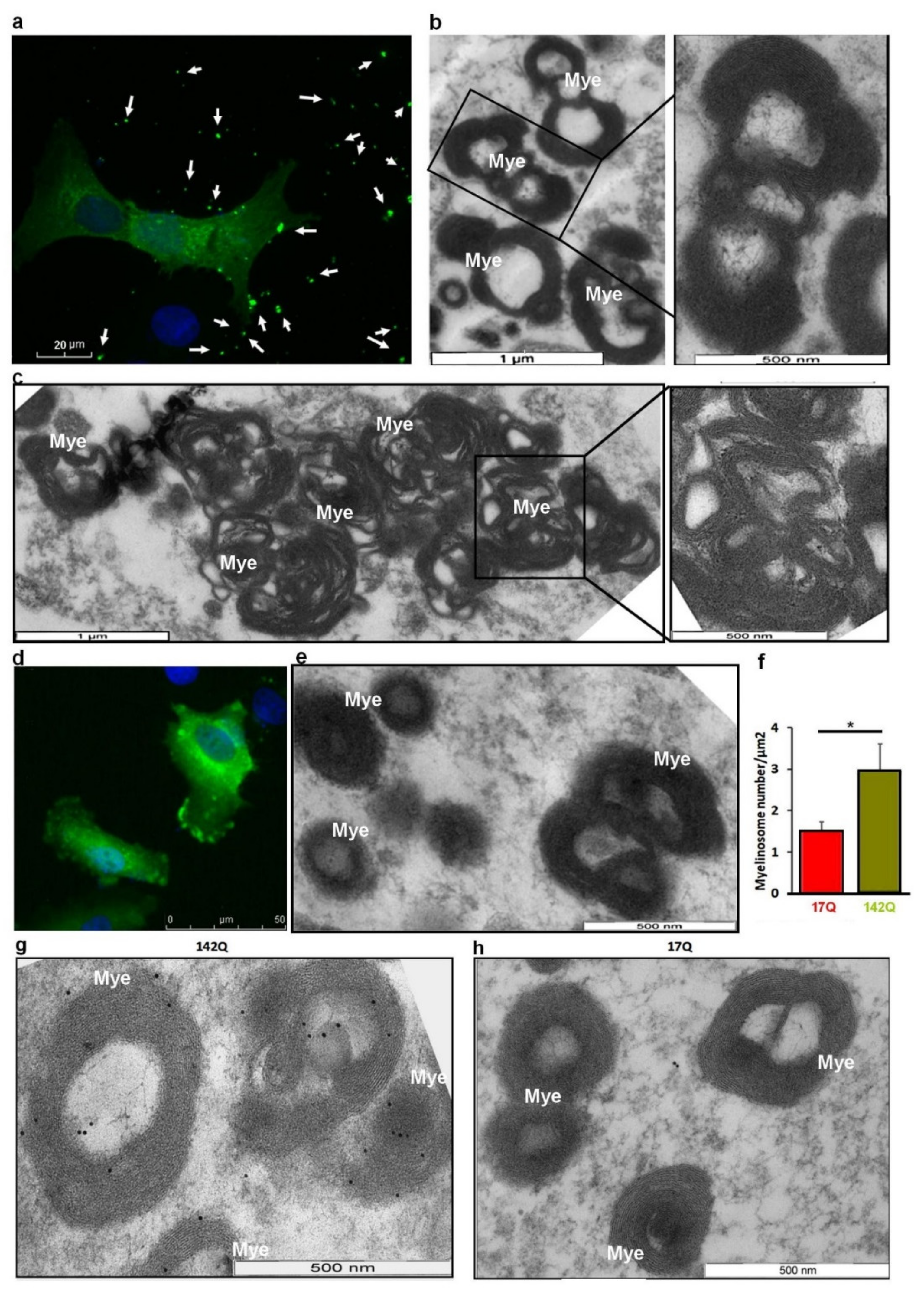 Ijms 22 12771 g003 550