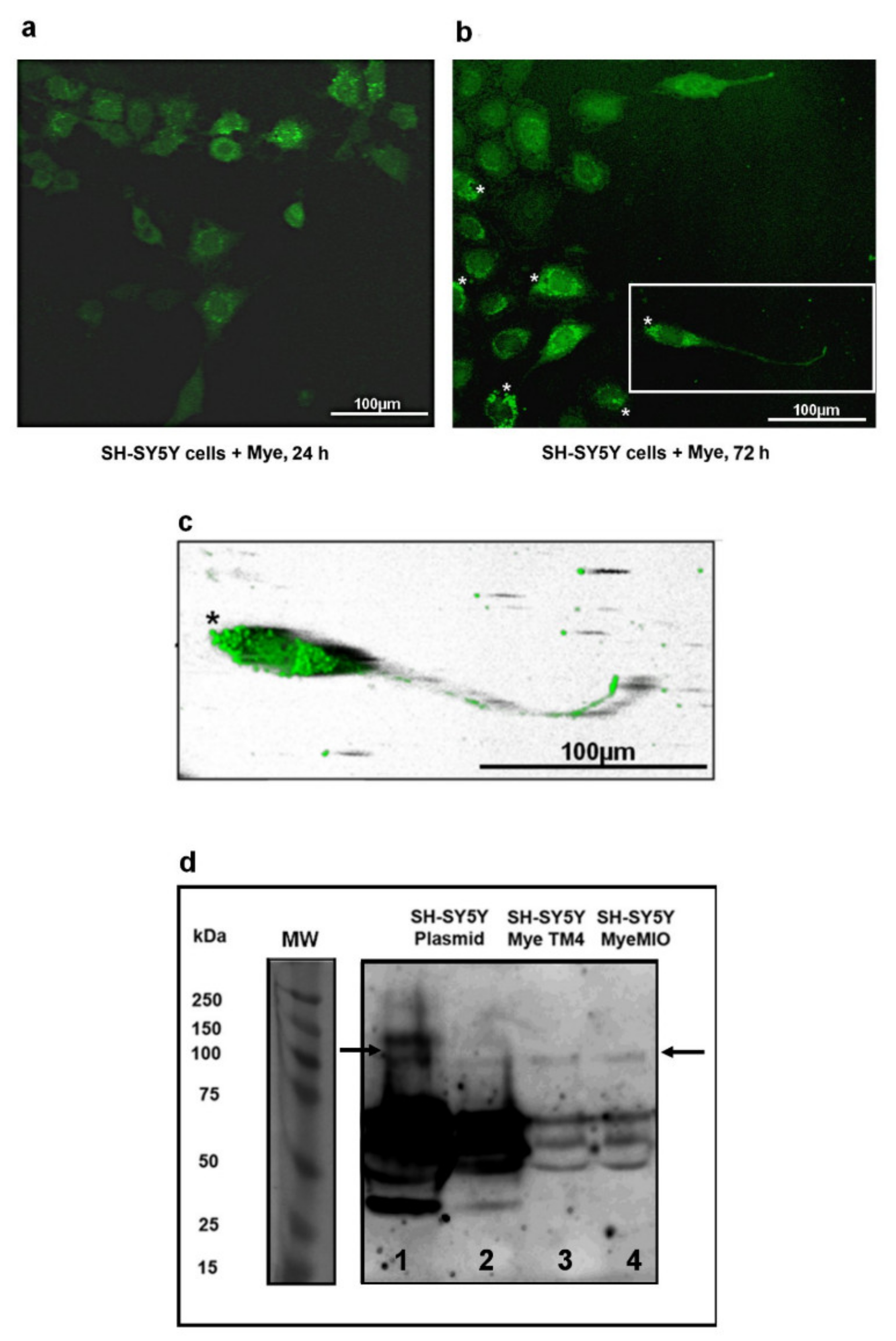 Ijms 22 12771 g004 550
