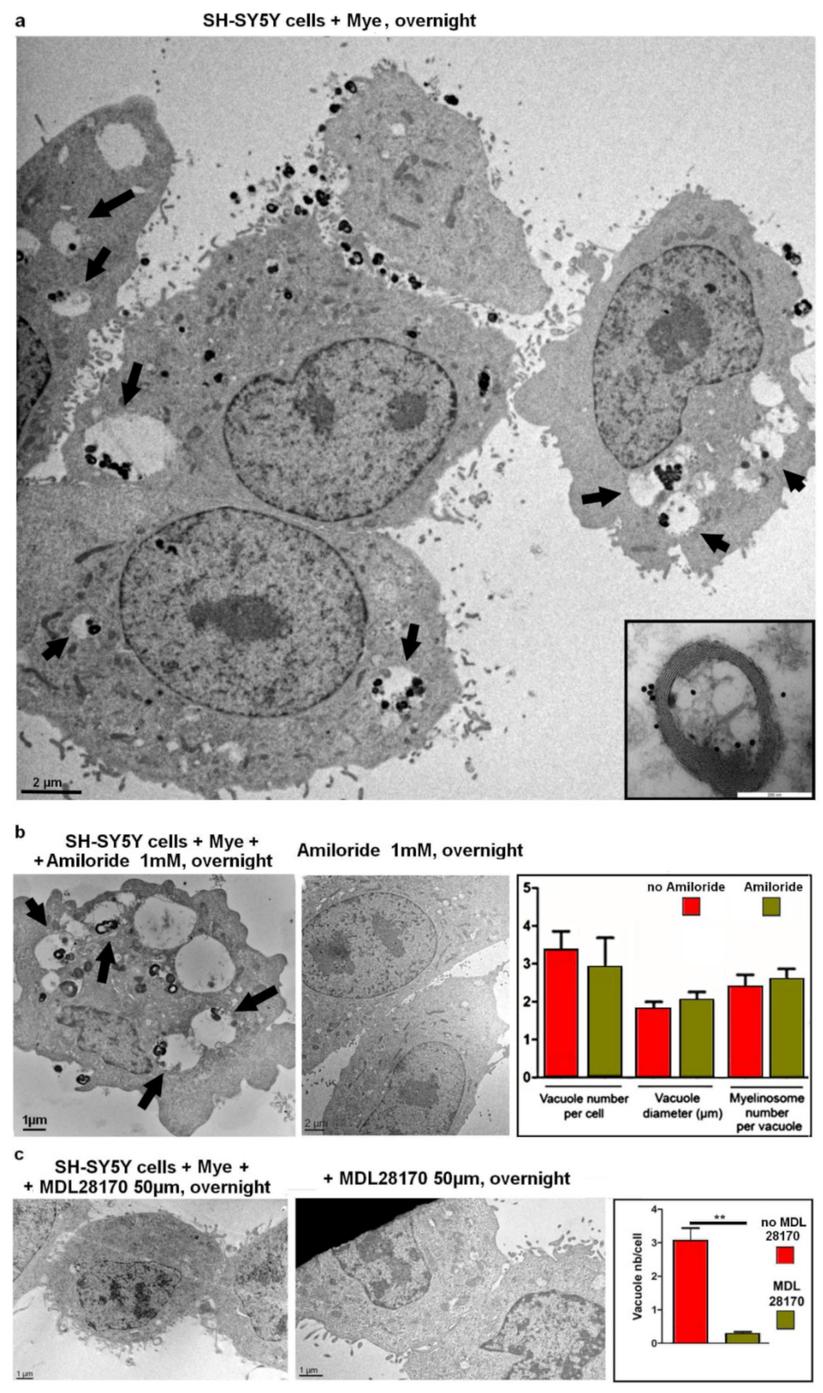 Ijms 22 12771 g005 550