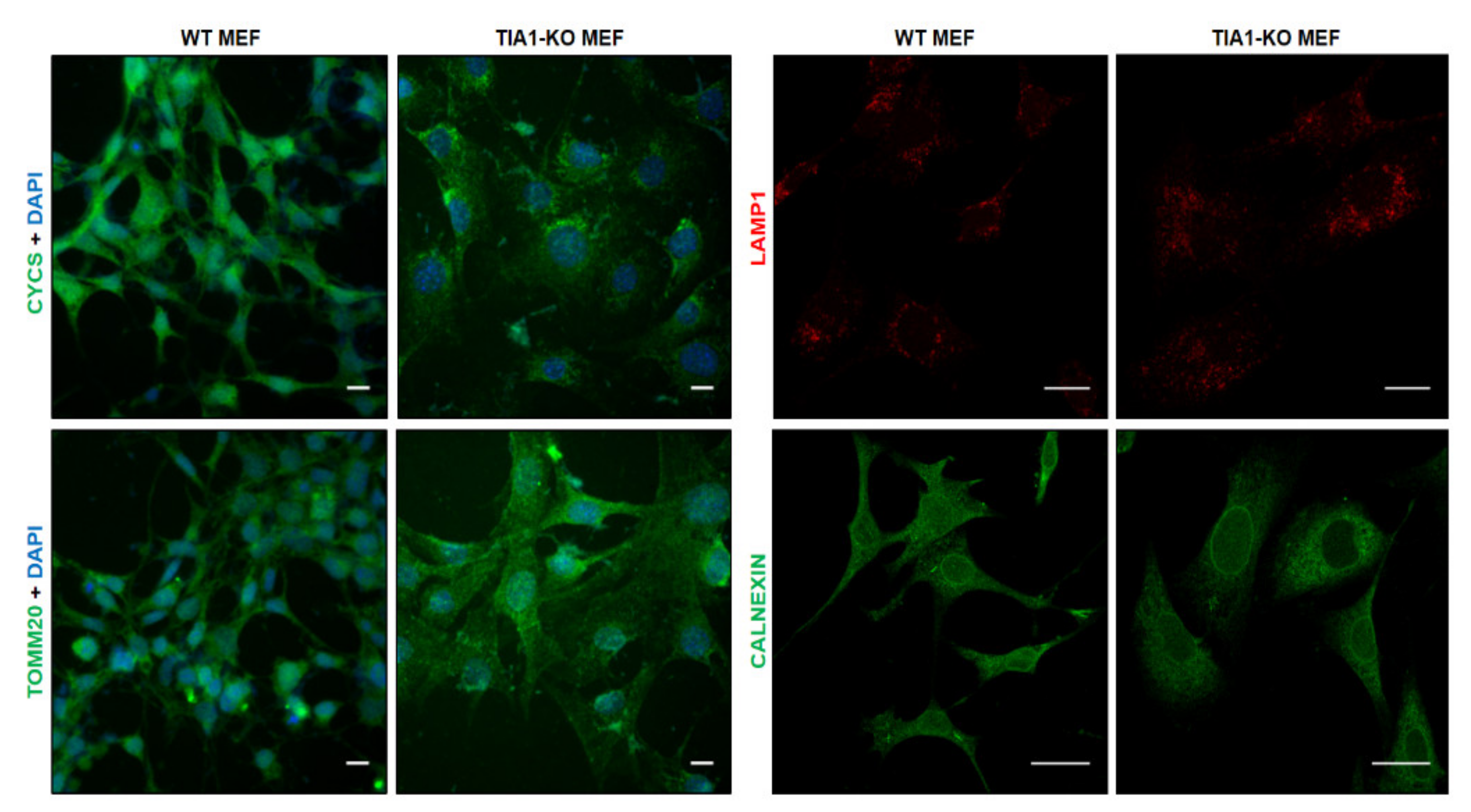 Ijms 22 12775 g001 Ijms 22 12775 g001