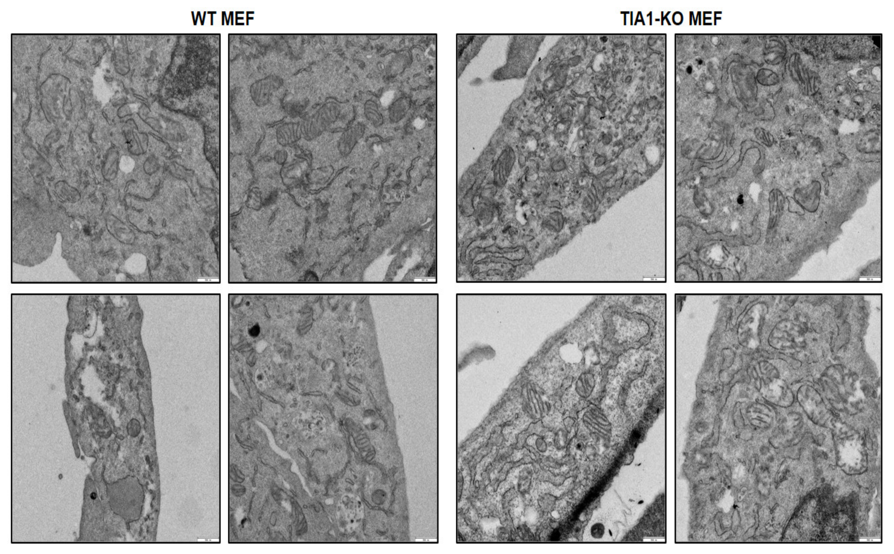 Ijms 22 12775 g002 Ijms 22 12775 g002