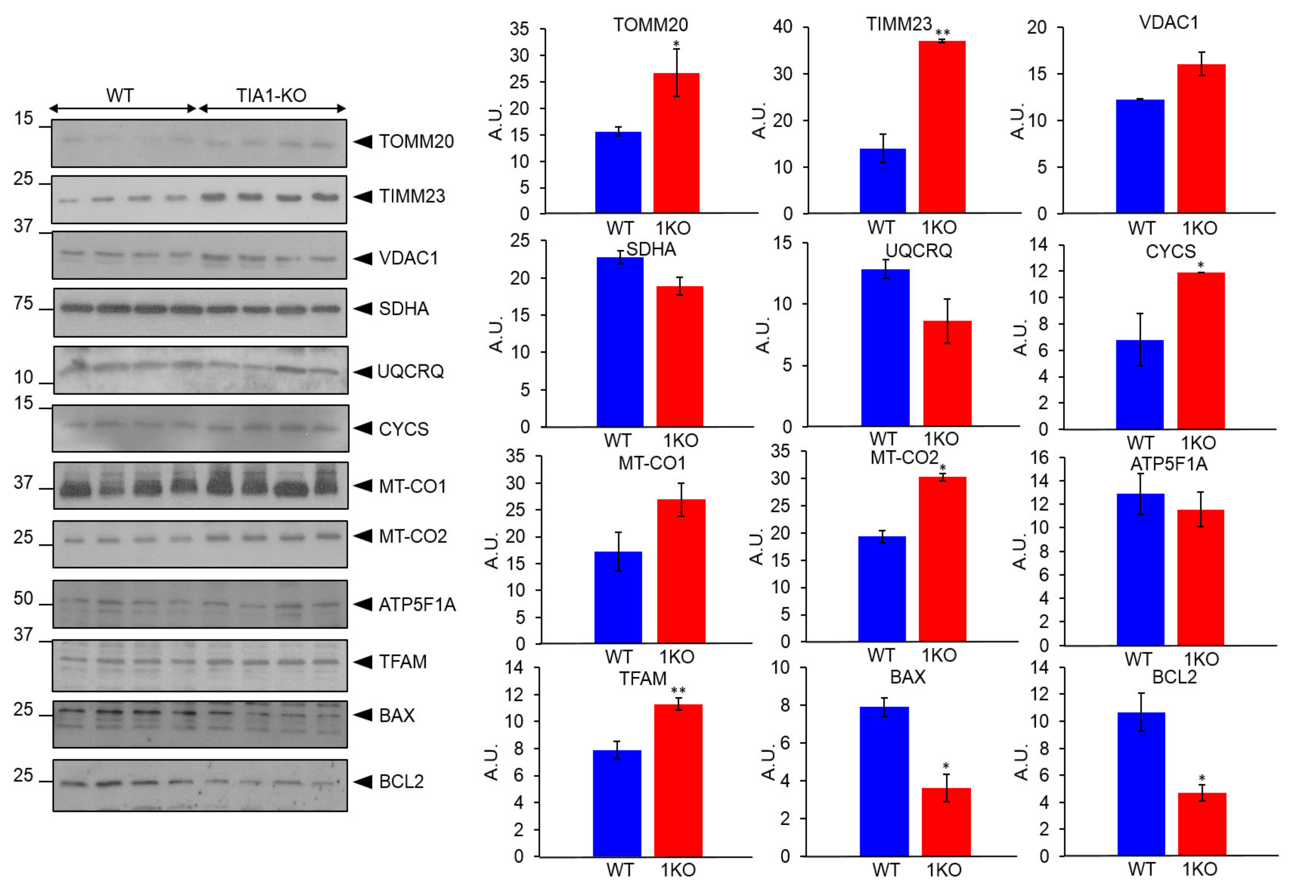 Ijms 22 12775 g006 Ijms 22 12775 g006