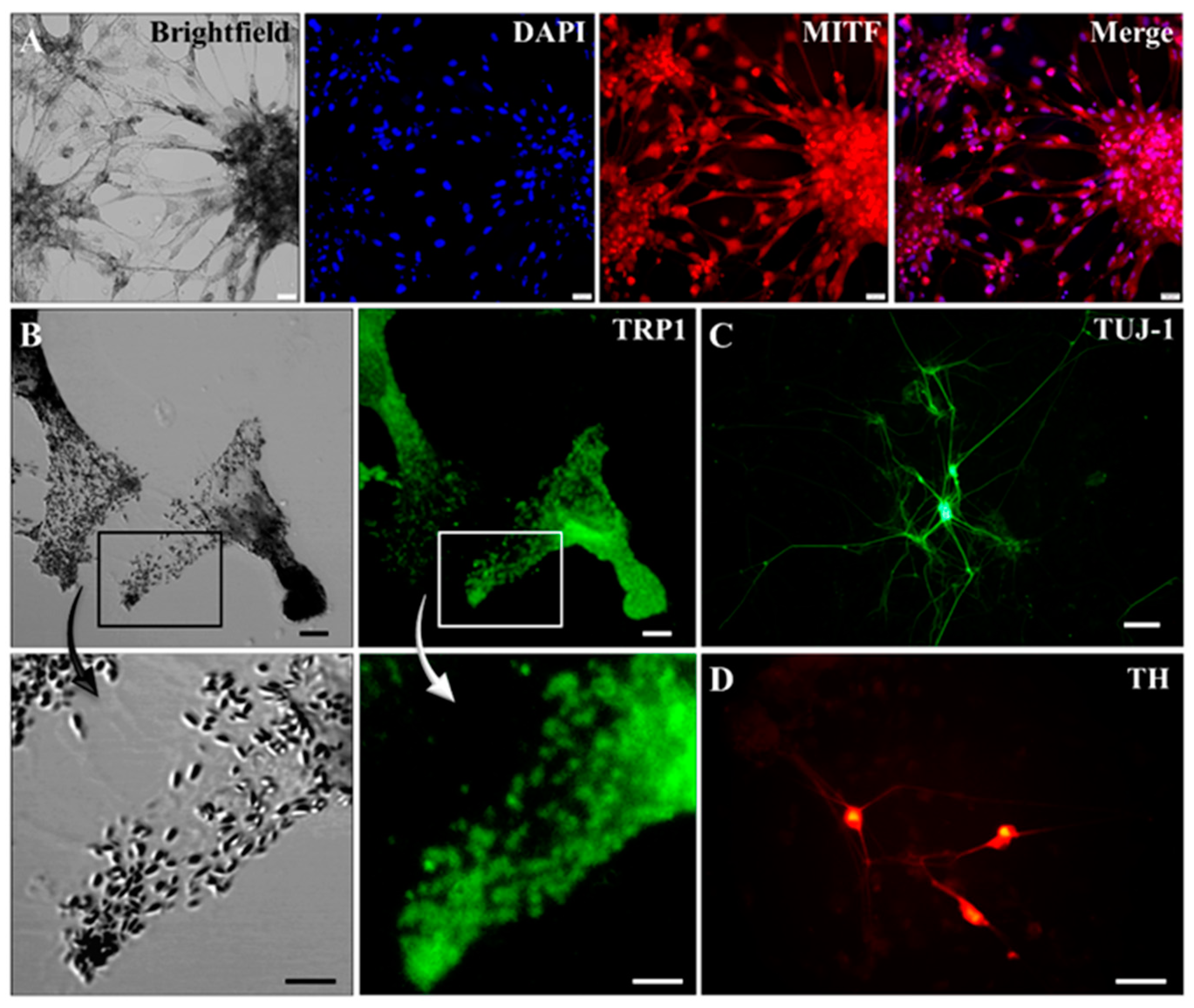 Ijms 22 12787 g004 550