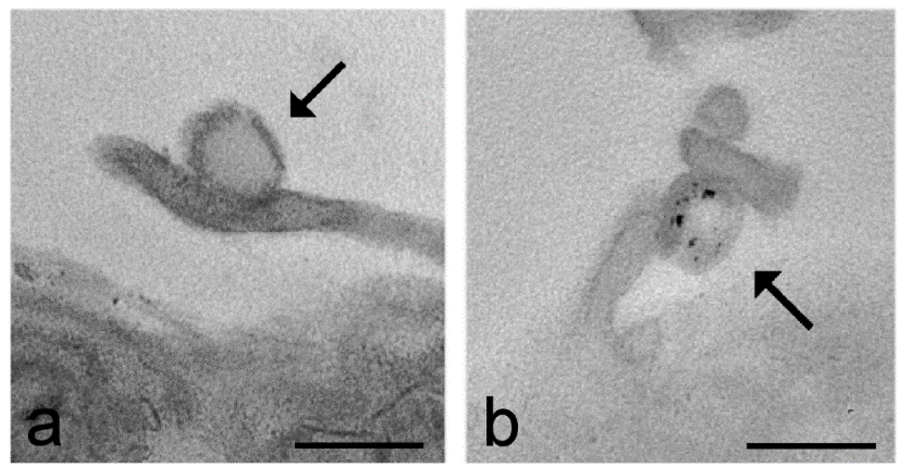 Ijms 22 12789 g003 Ijms 22 12789 g003