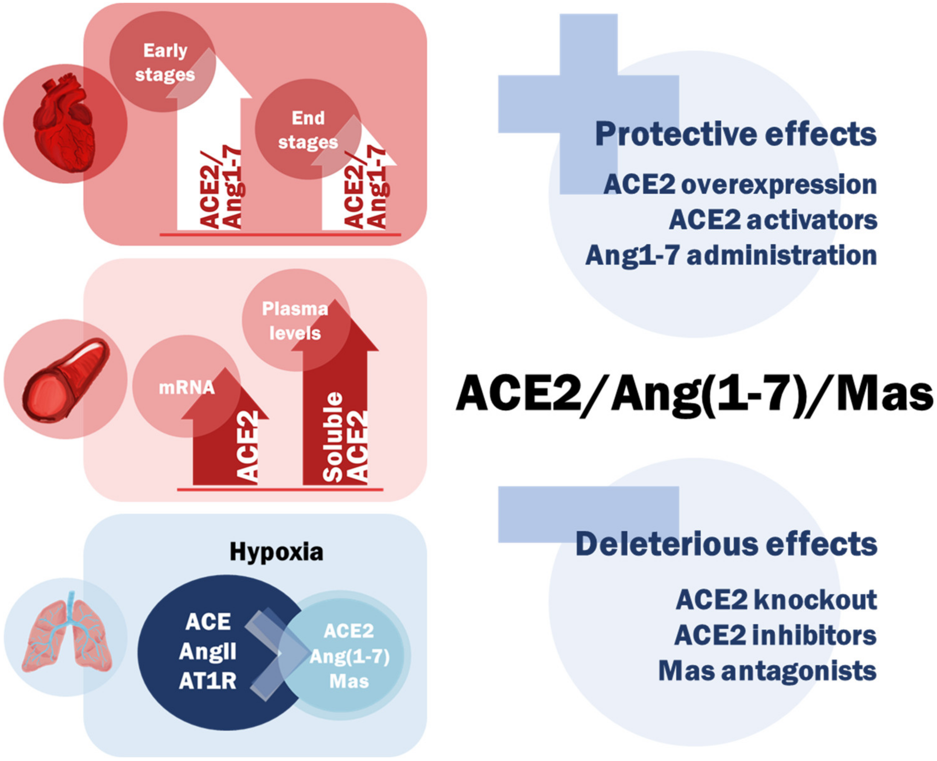 Ijms 22 12800 g003 Ijms 22 12800 g003