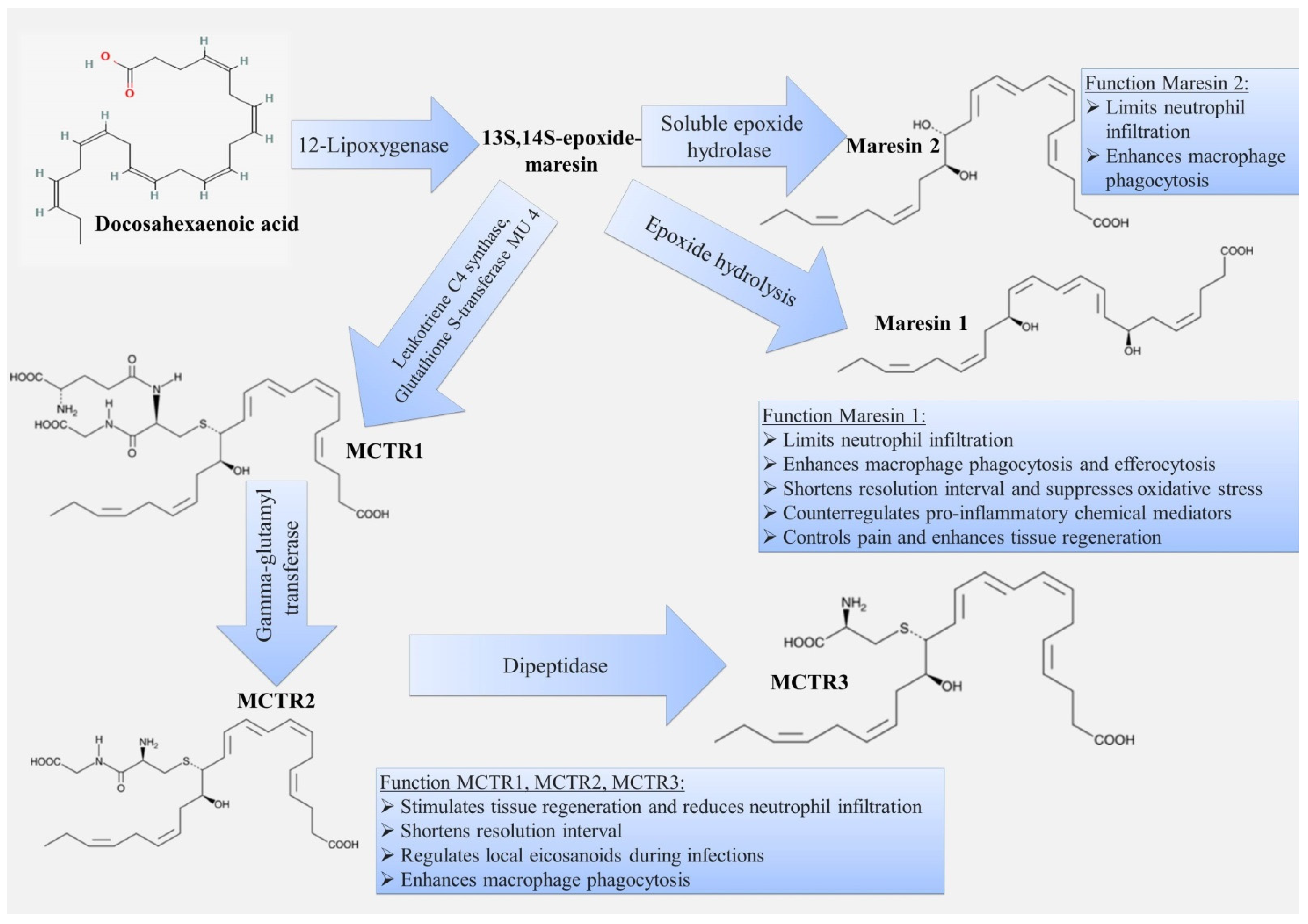 Ijms 22 12803 g006 550
