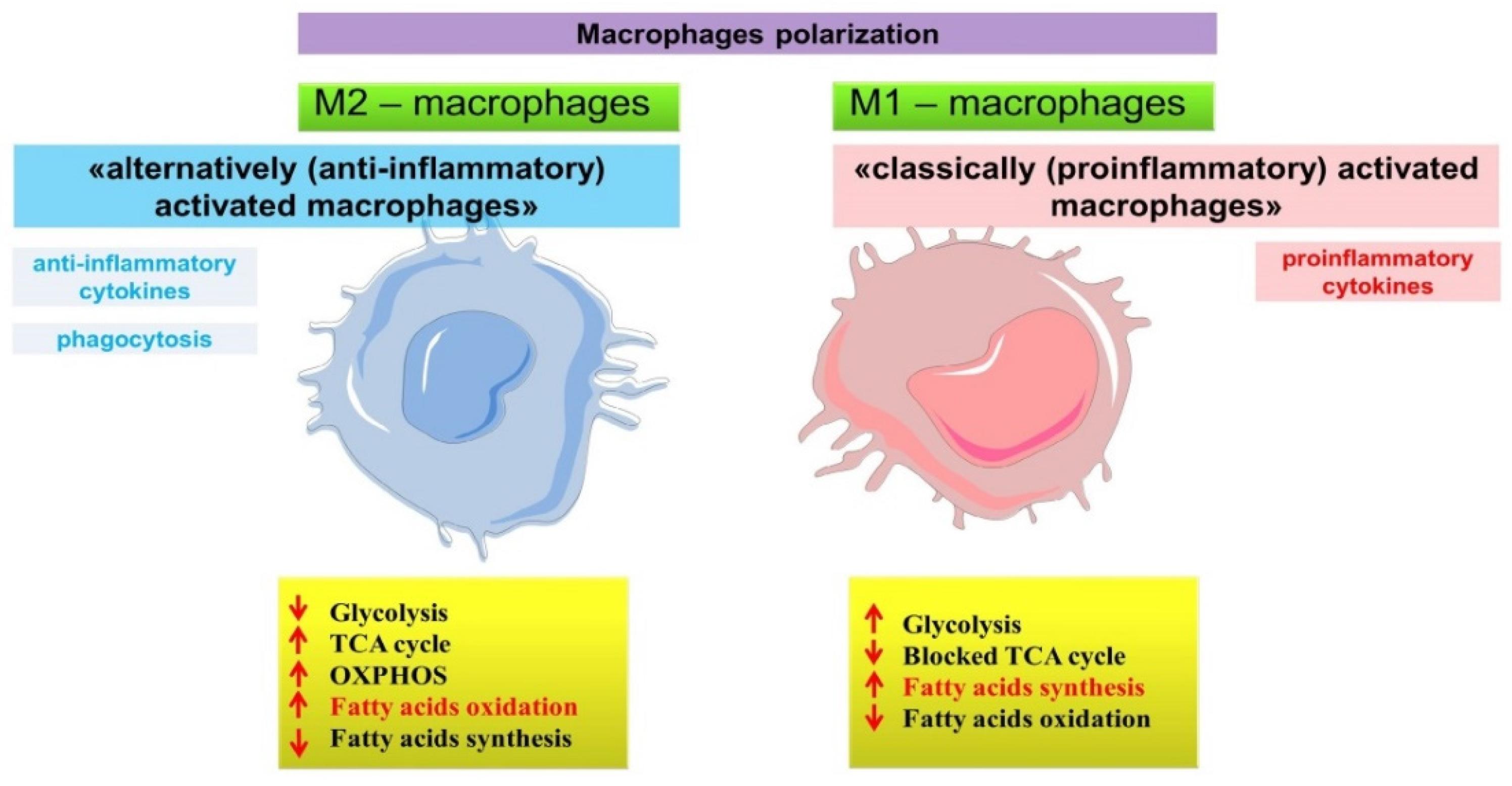 Ijms 22 12803 g007 550