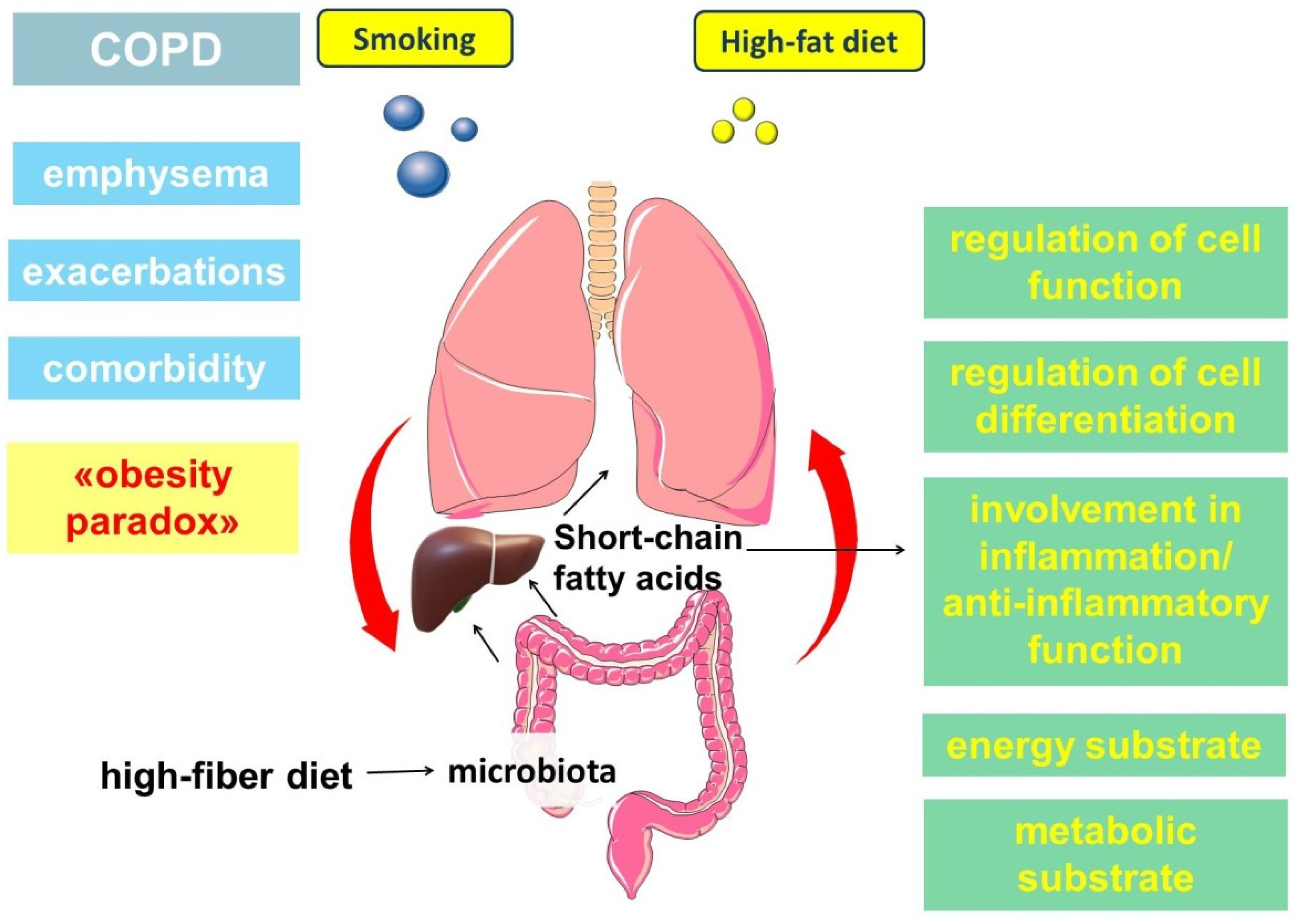 Ijms 22 12803 g008 550