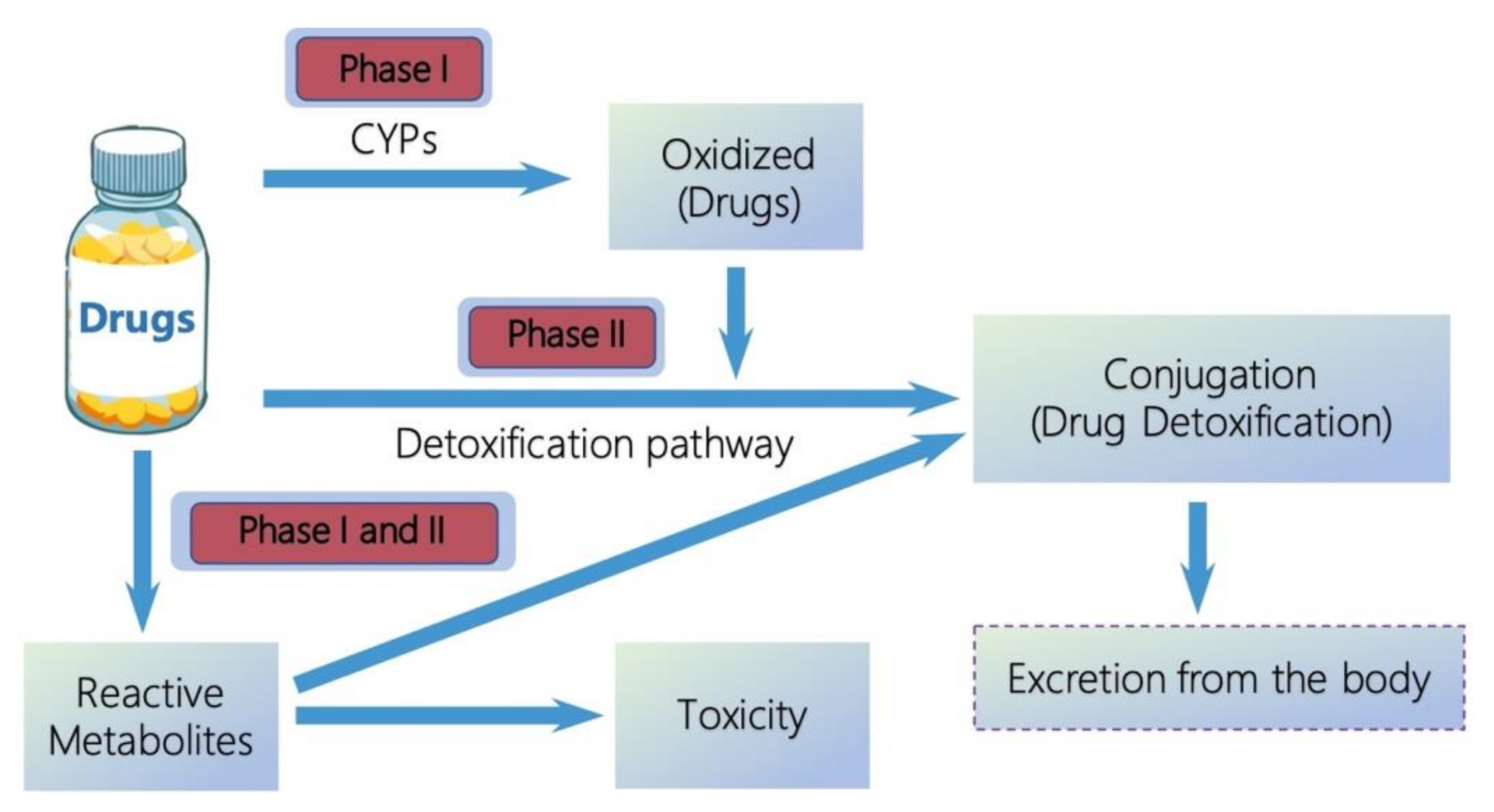 research paper on drug metabolism