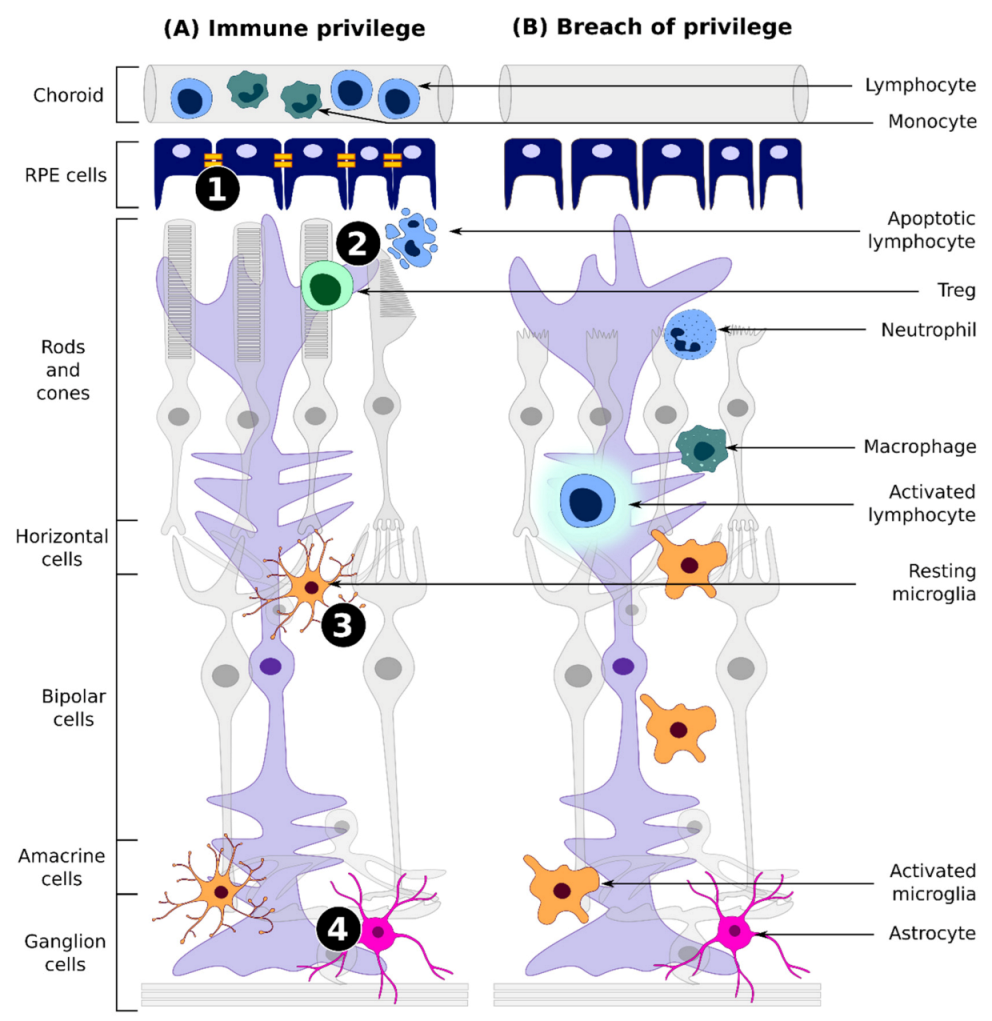 Ijms 22 12818 g001 550