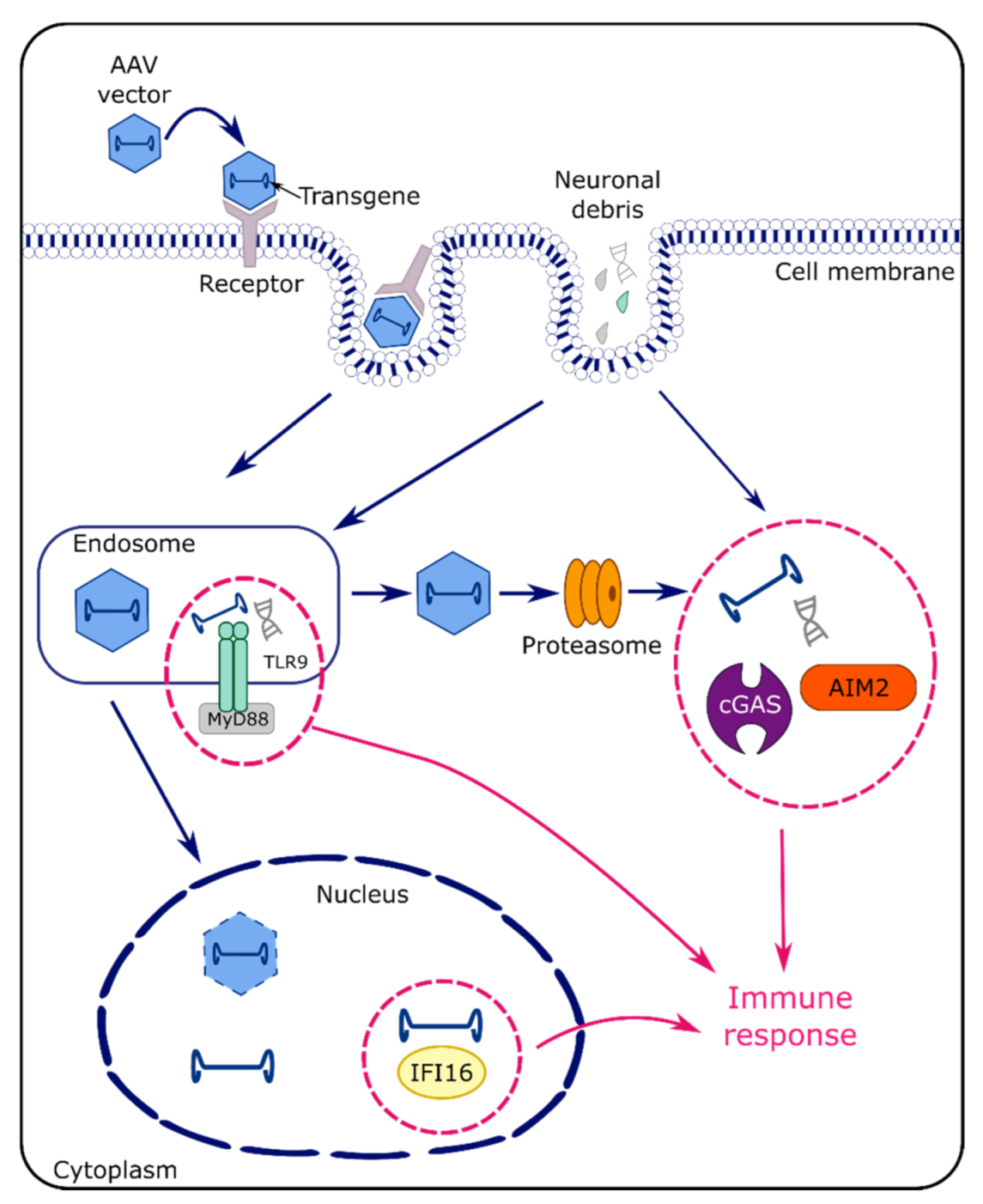 Ijms 22 12818 g003 550