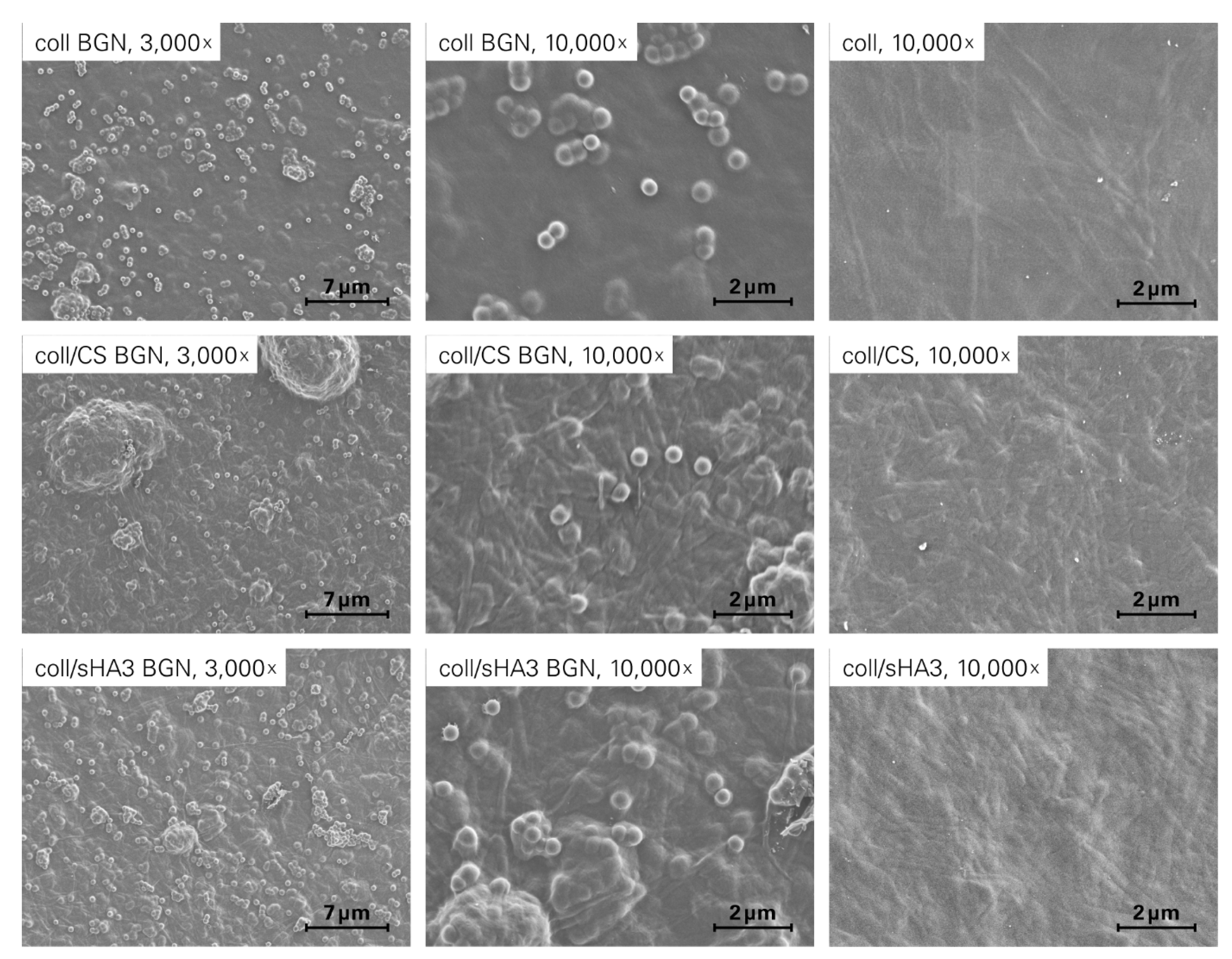 Ijms 22 12819 g003 550