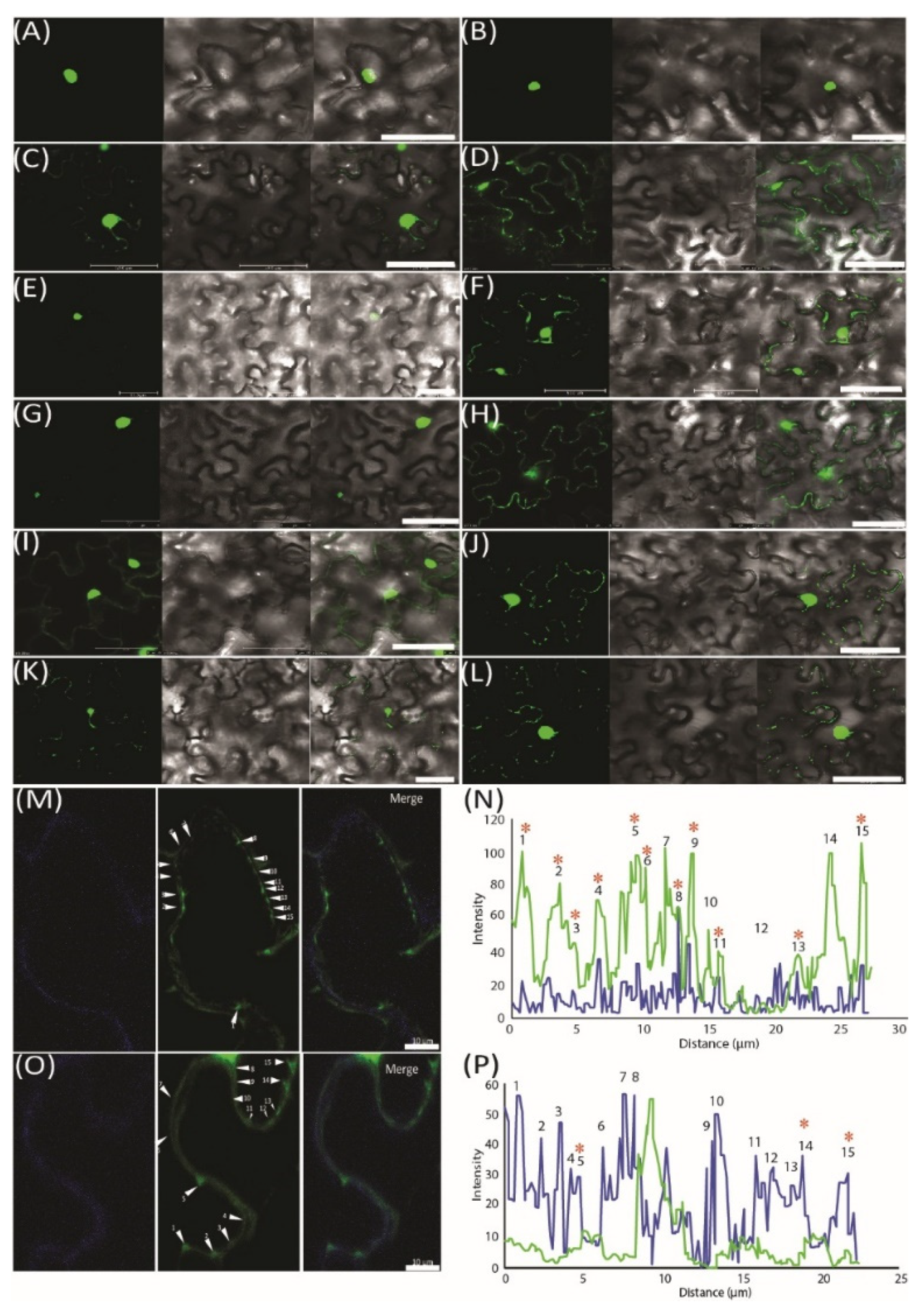 Ijms 22 12821 g003 550