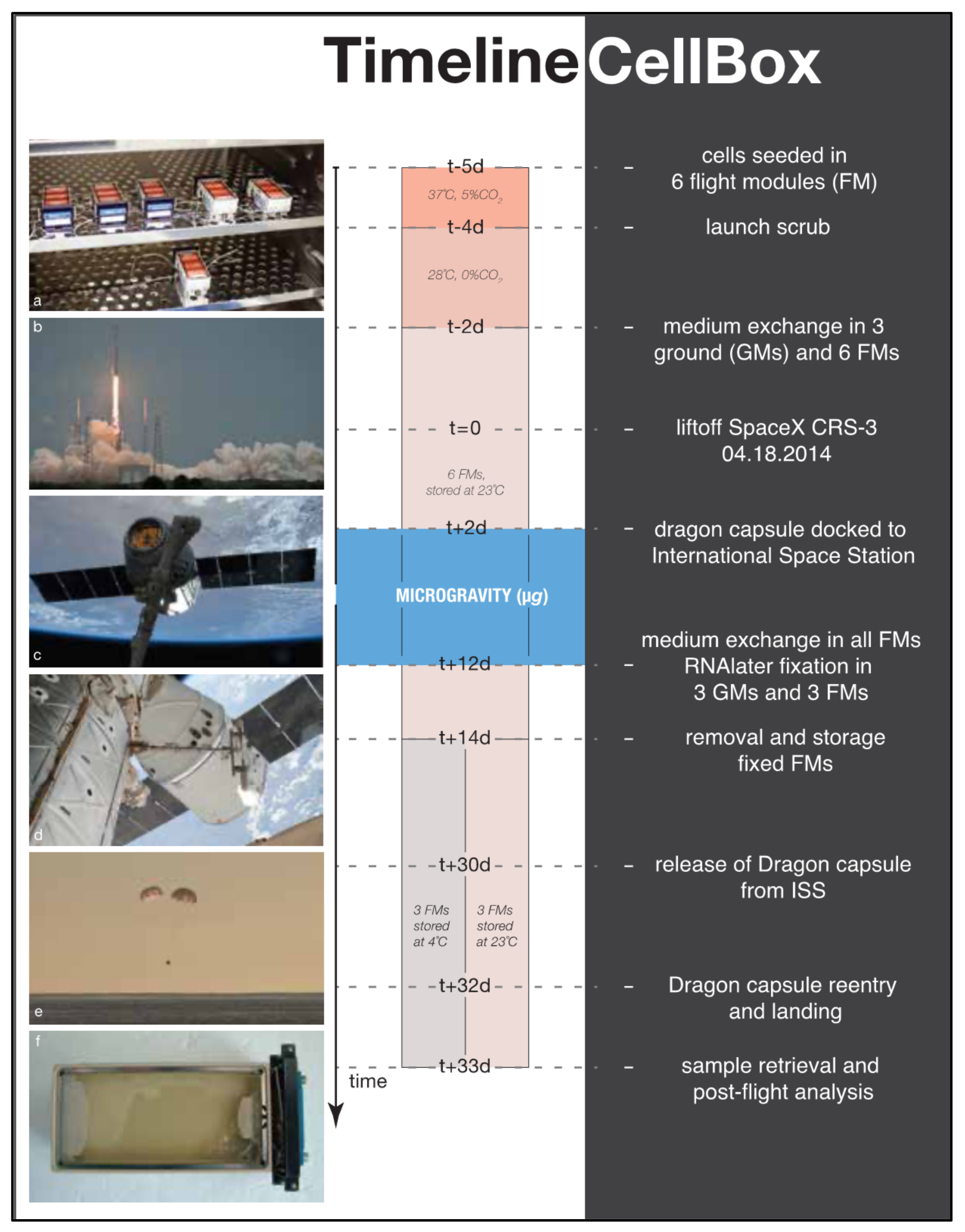 Ijms 22 12841 g007 550