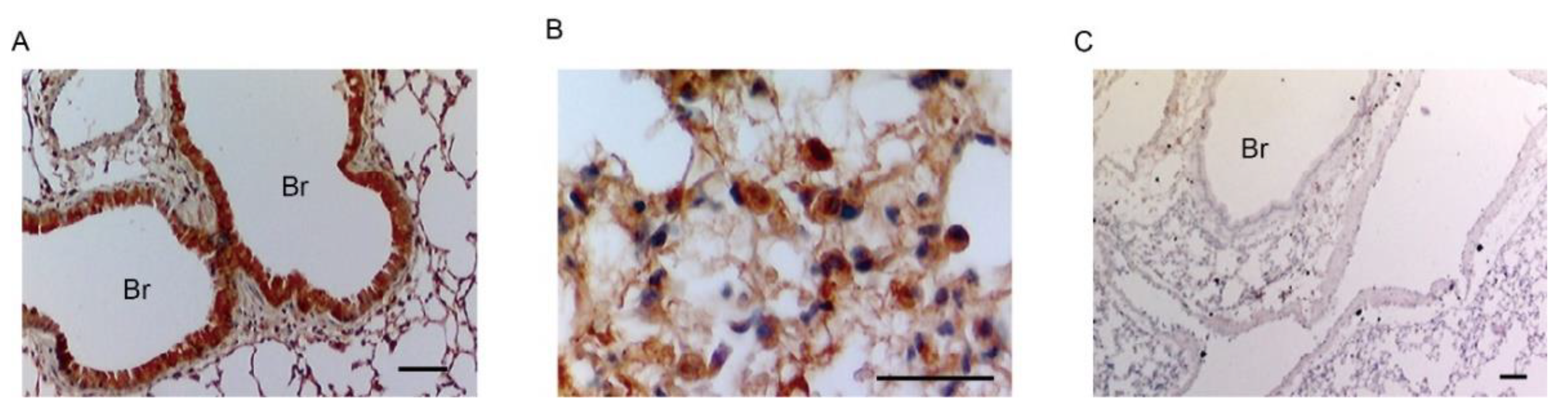 Ijms 22 12843 g003 550