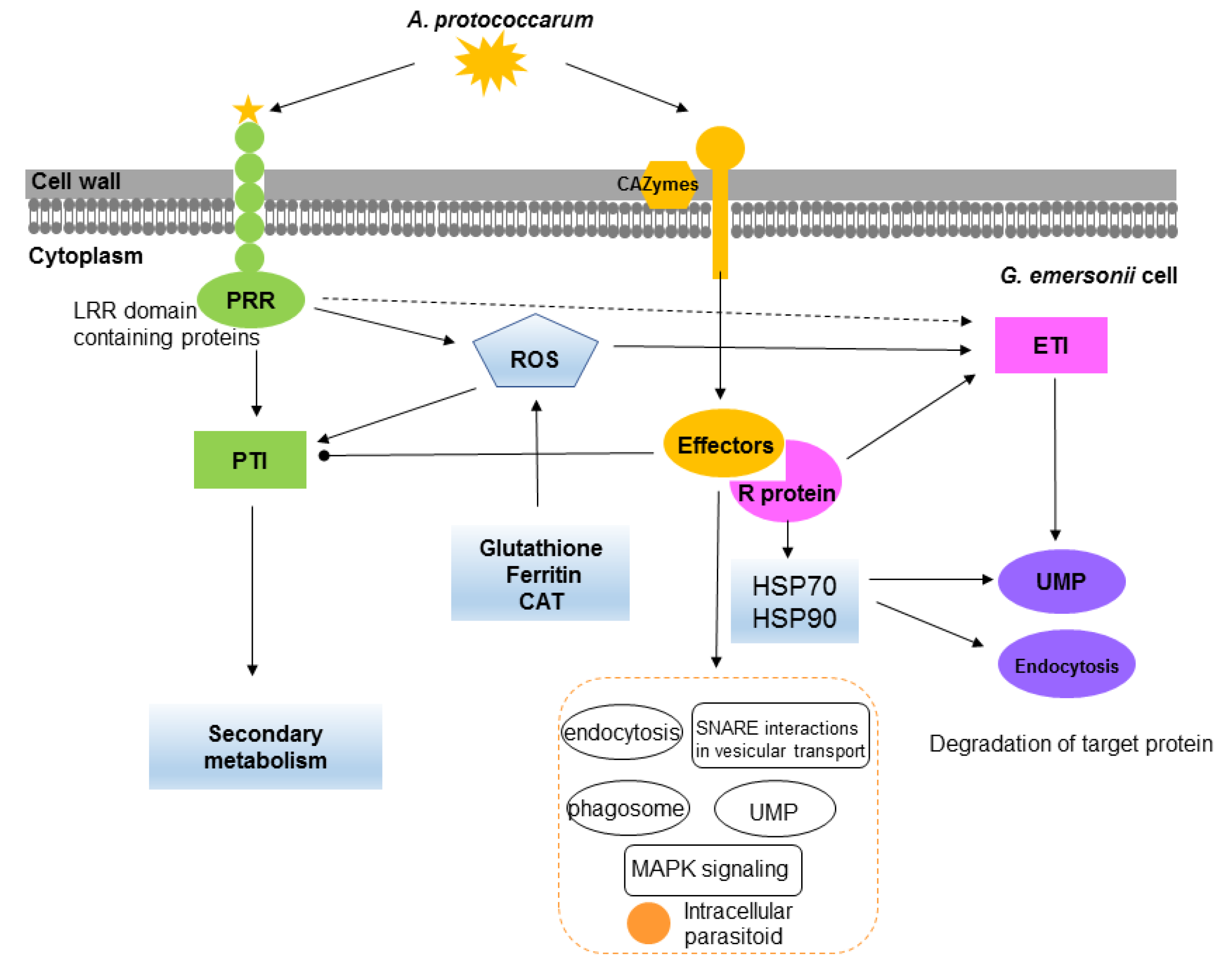 Ijms 22 12847 g006 550