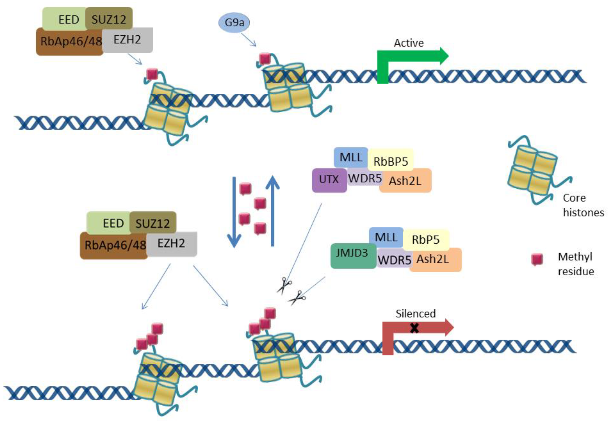 Ijms 22 12853 g001 Ijms 22 12853 g001