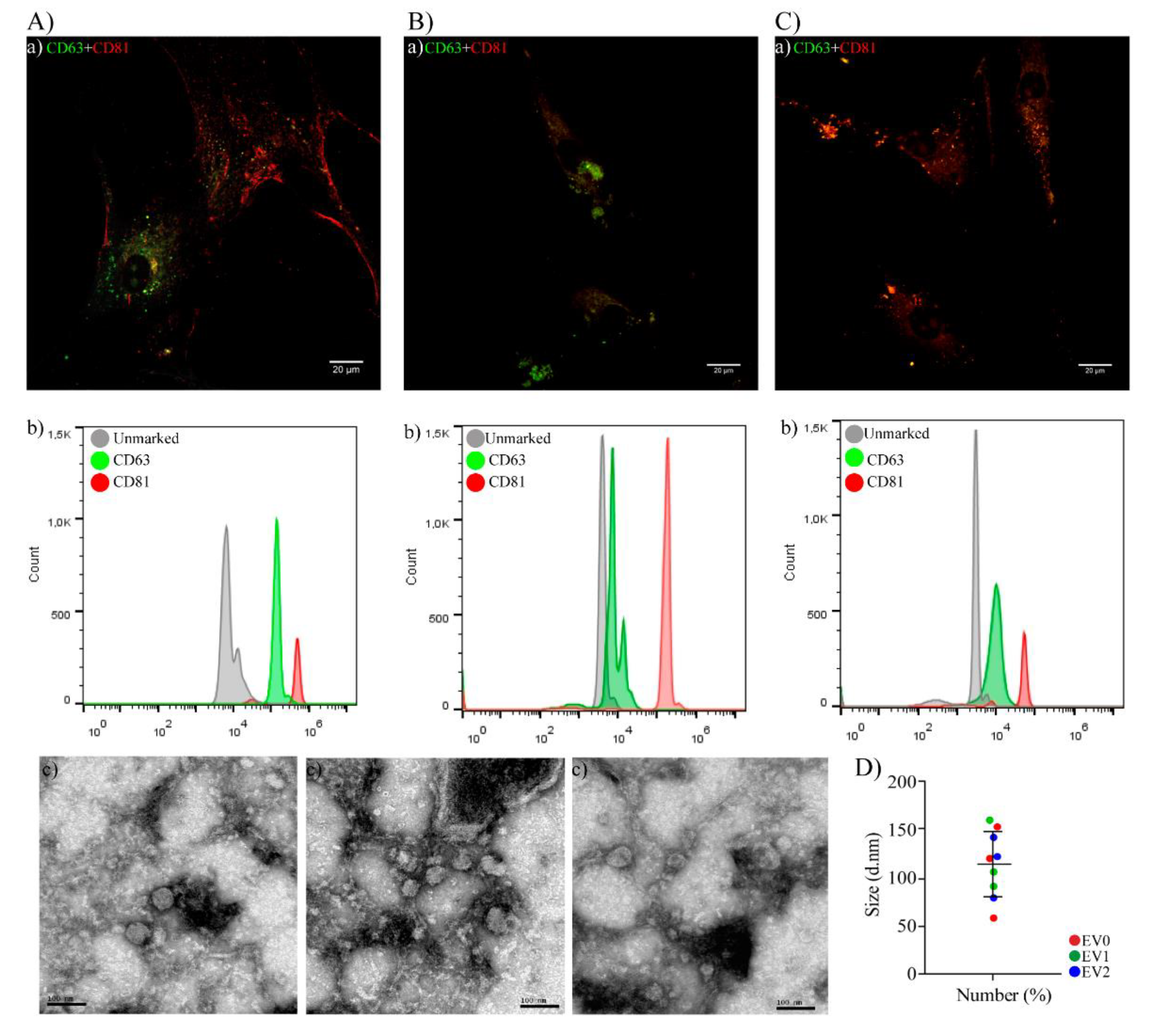 Ijms 22 12860 g002 550