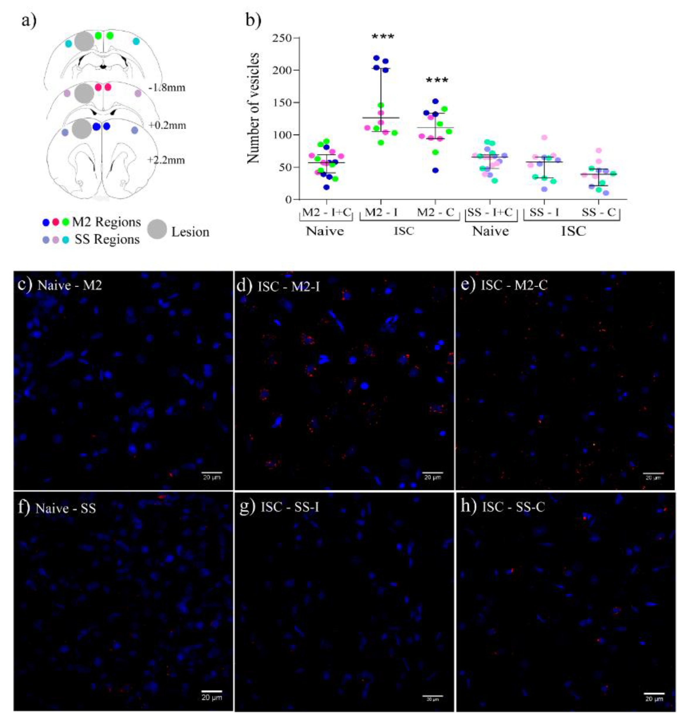 Ijms 22 12860 g005 550