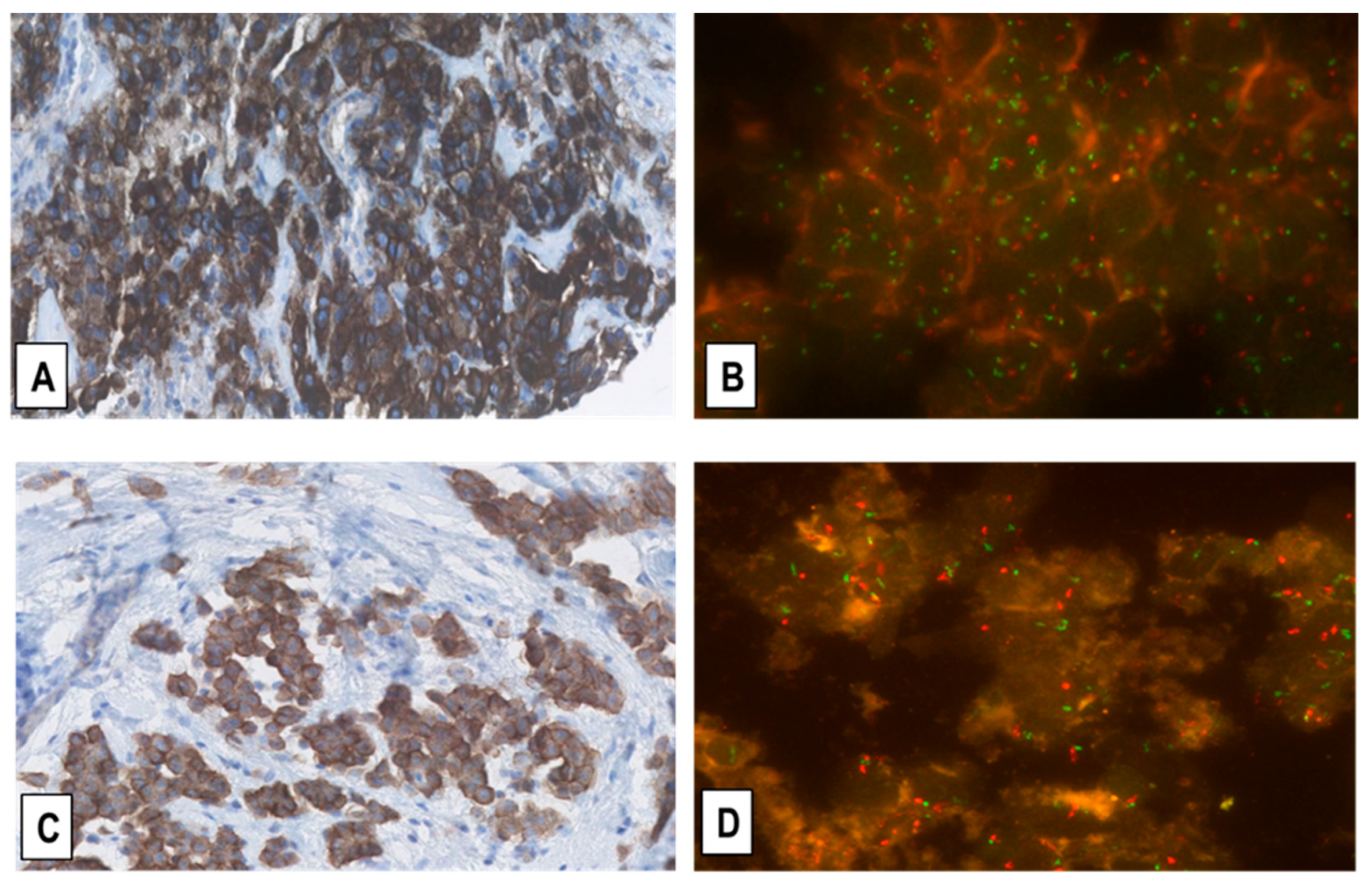 Ijms 22 12868 g005 550