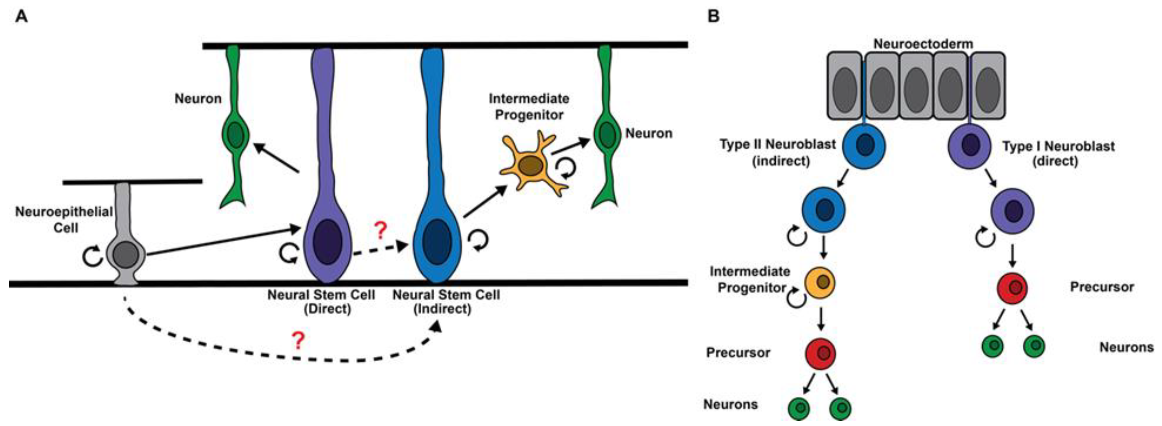 Intermediate Neuron