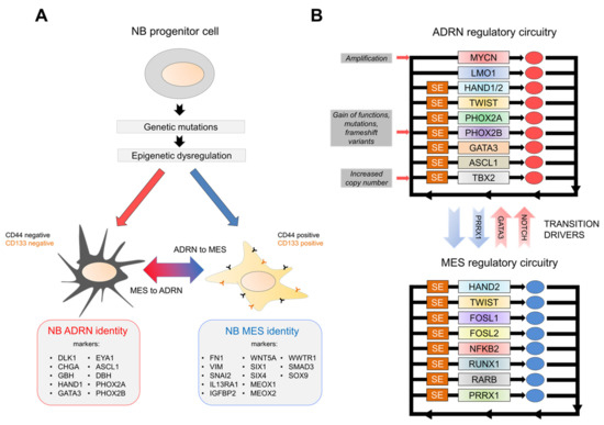 An ALYREF-MYCN coactivator complex drives neuroblastoma tumorigenesis  through effects on USP3 and MYCN stability