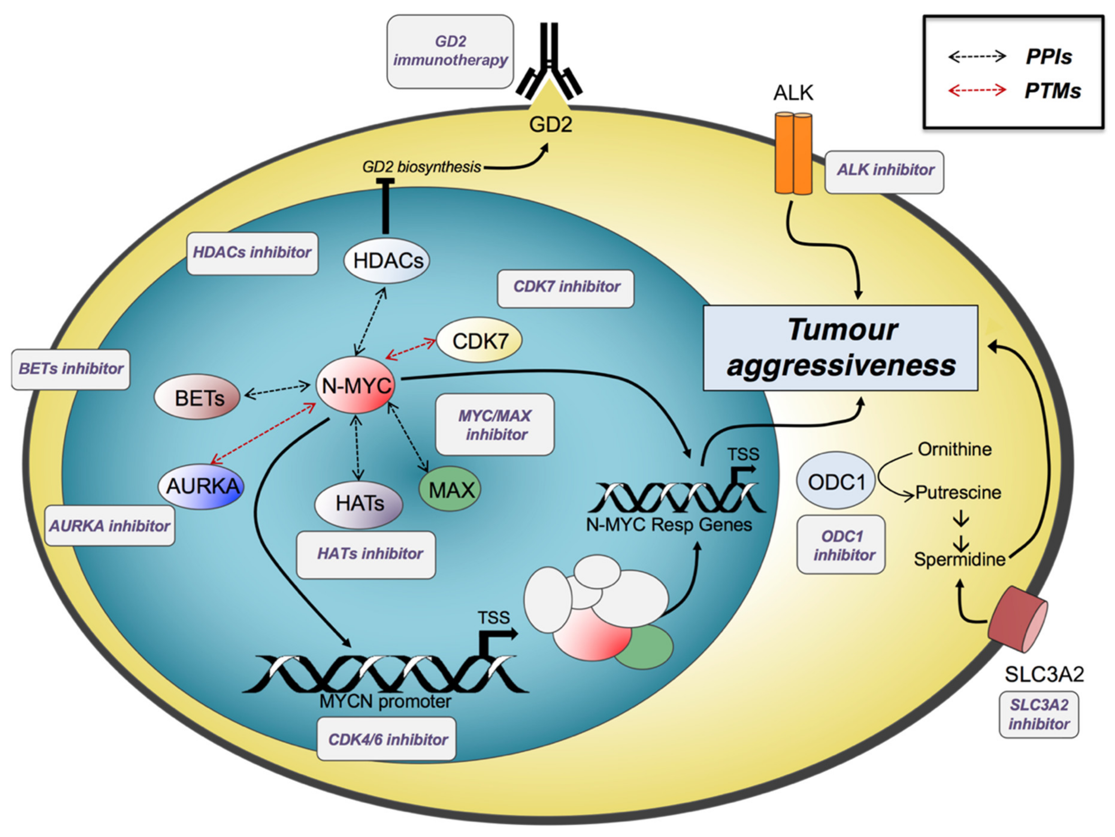 An ALYREF-MYCN coactivator complex drives neuroblastoma tumorigenesis  through effects on USP3 and MYCN stability