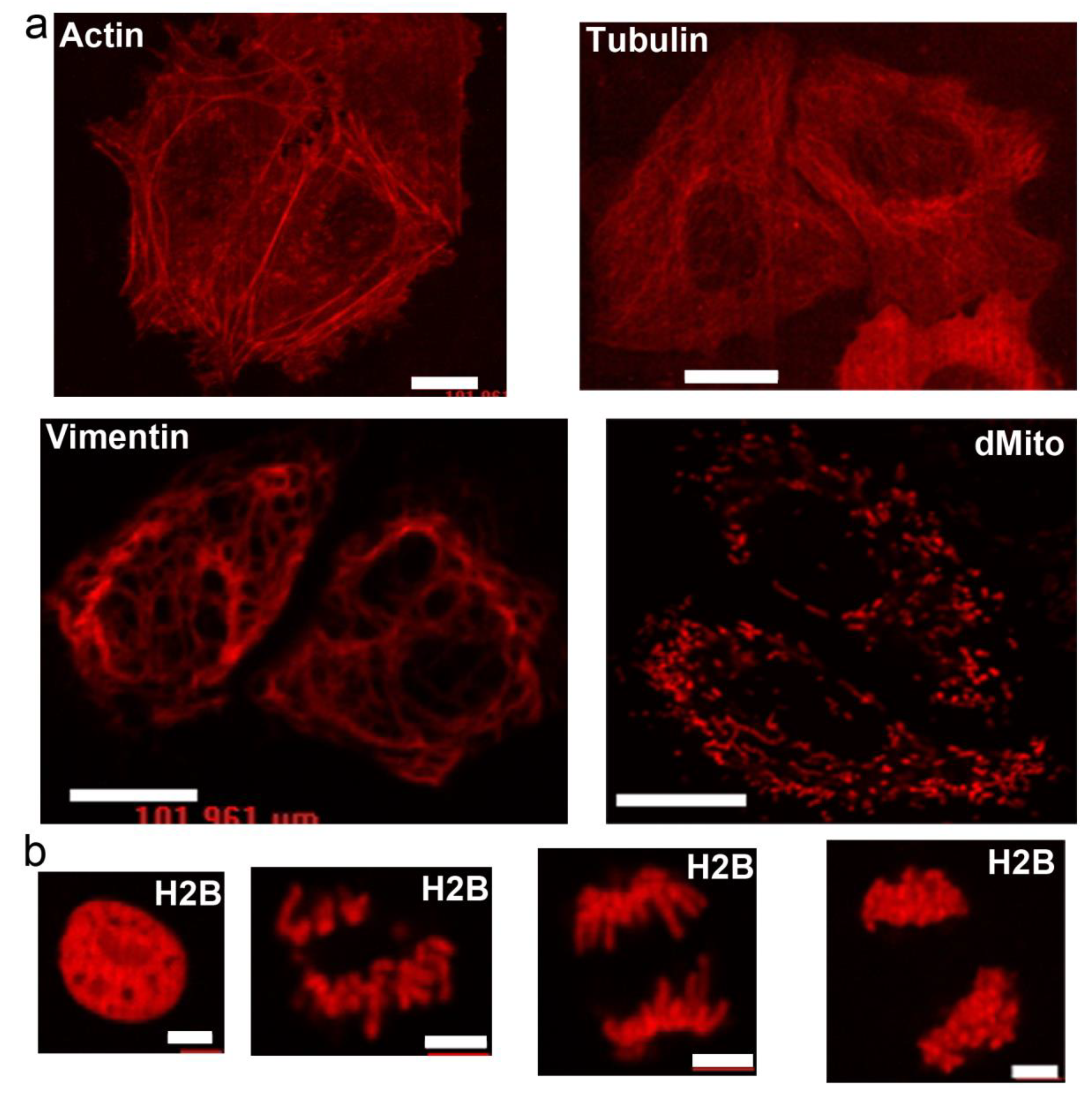 Ijms 22 12887 g004 550