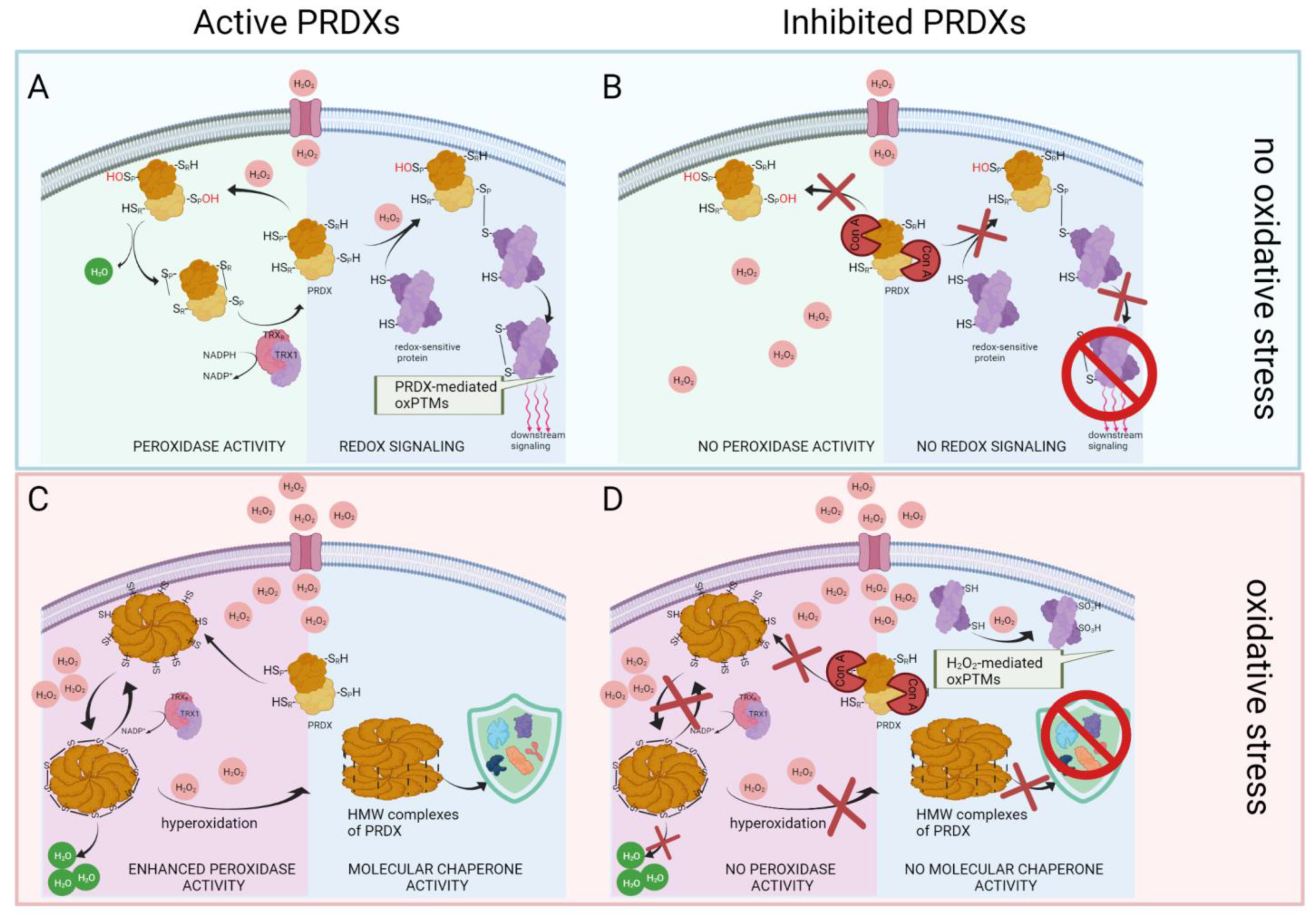 Ijms 22 12888 g008 550