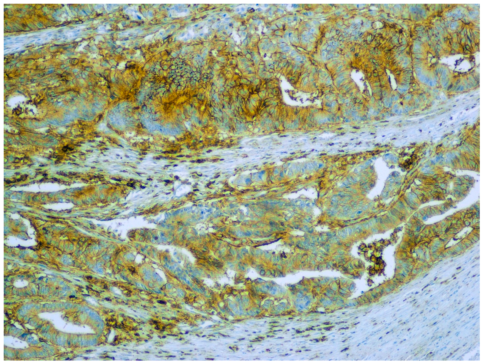 Ijms 22 12891 g003 550