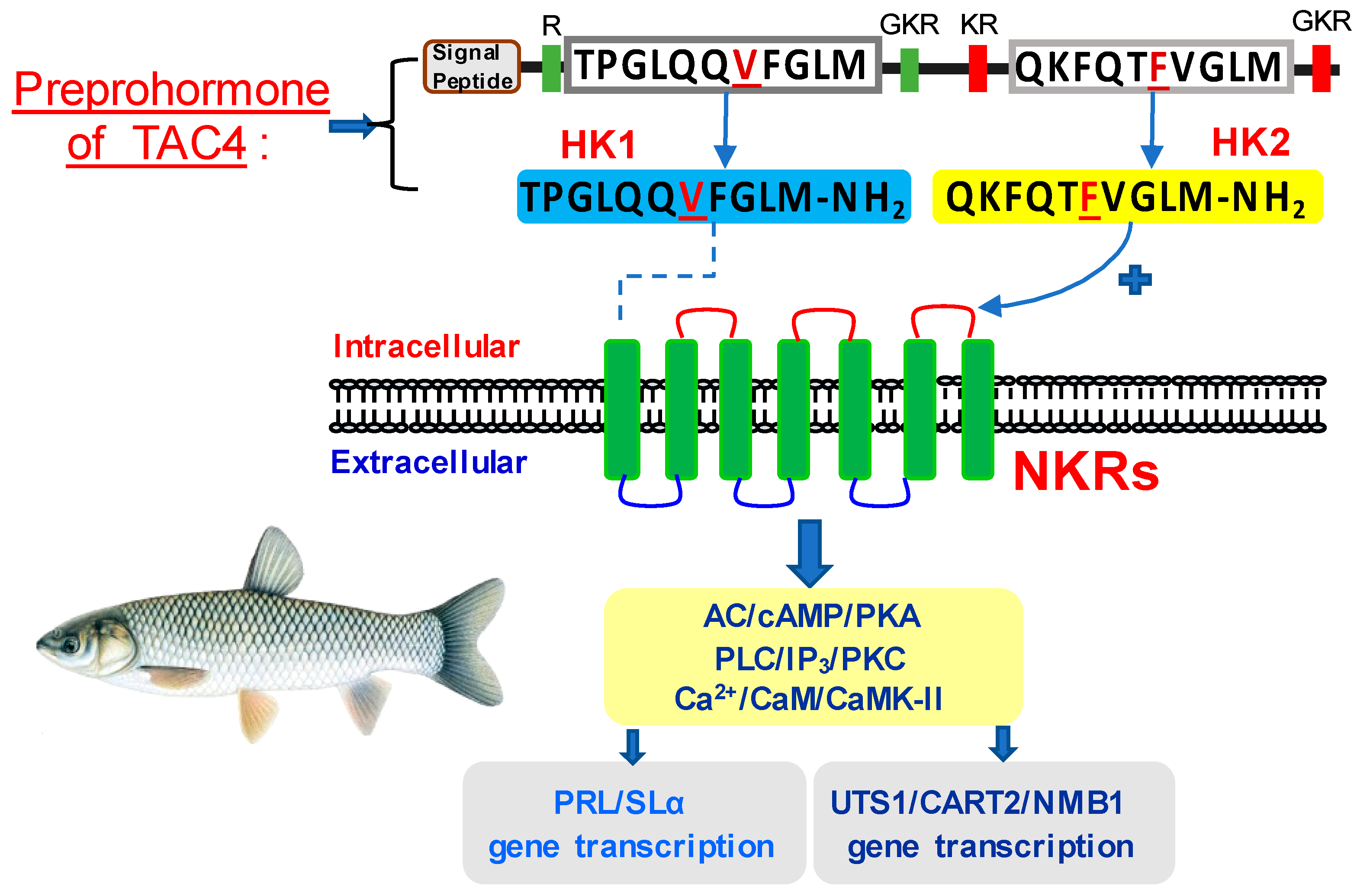 Ijms 22 12893 g010 550