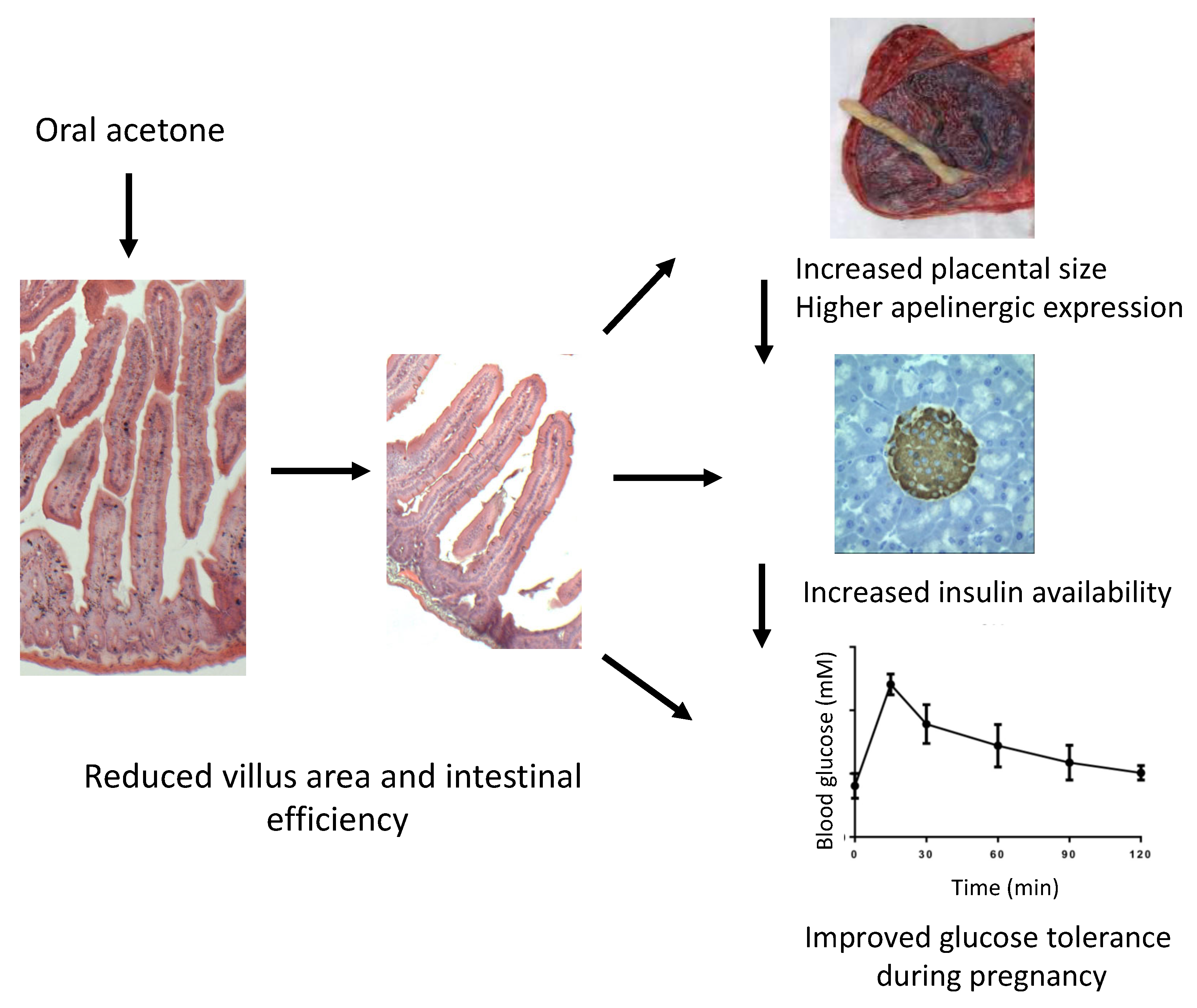 Ijms 22 12914 g008 550