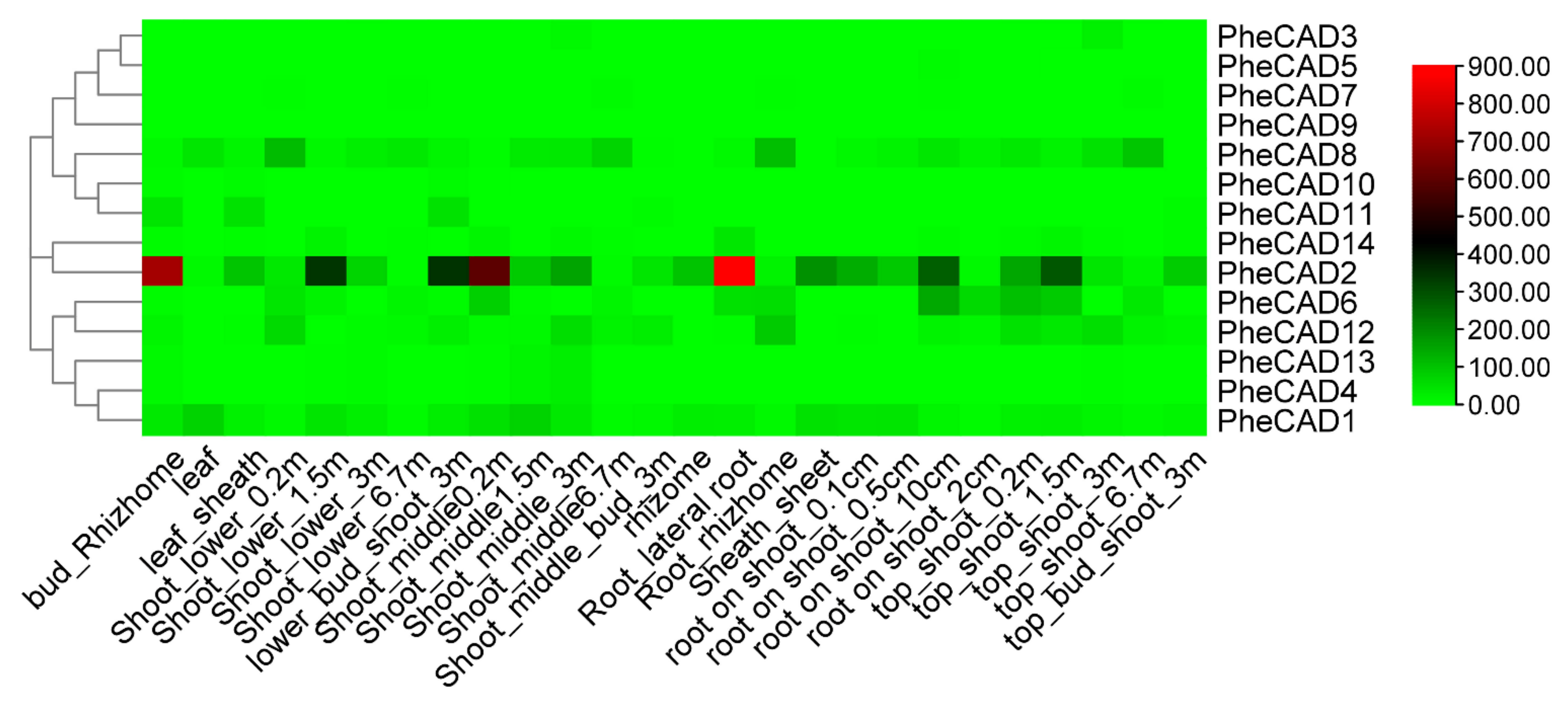 Ijms 22 12917 g003 Ijms 22 12917 g003