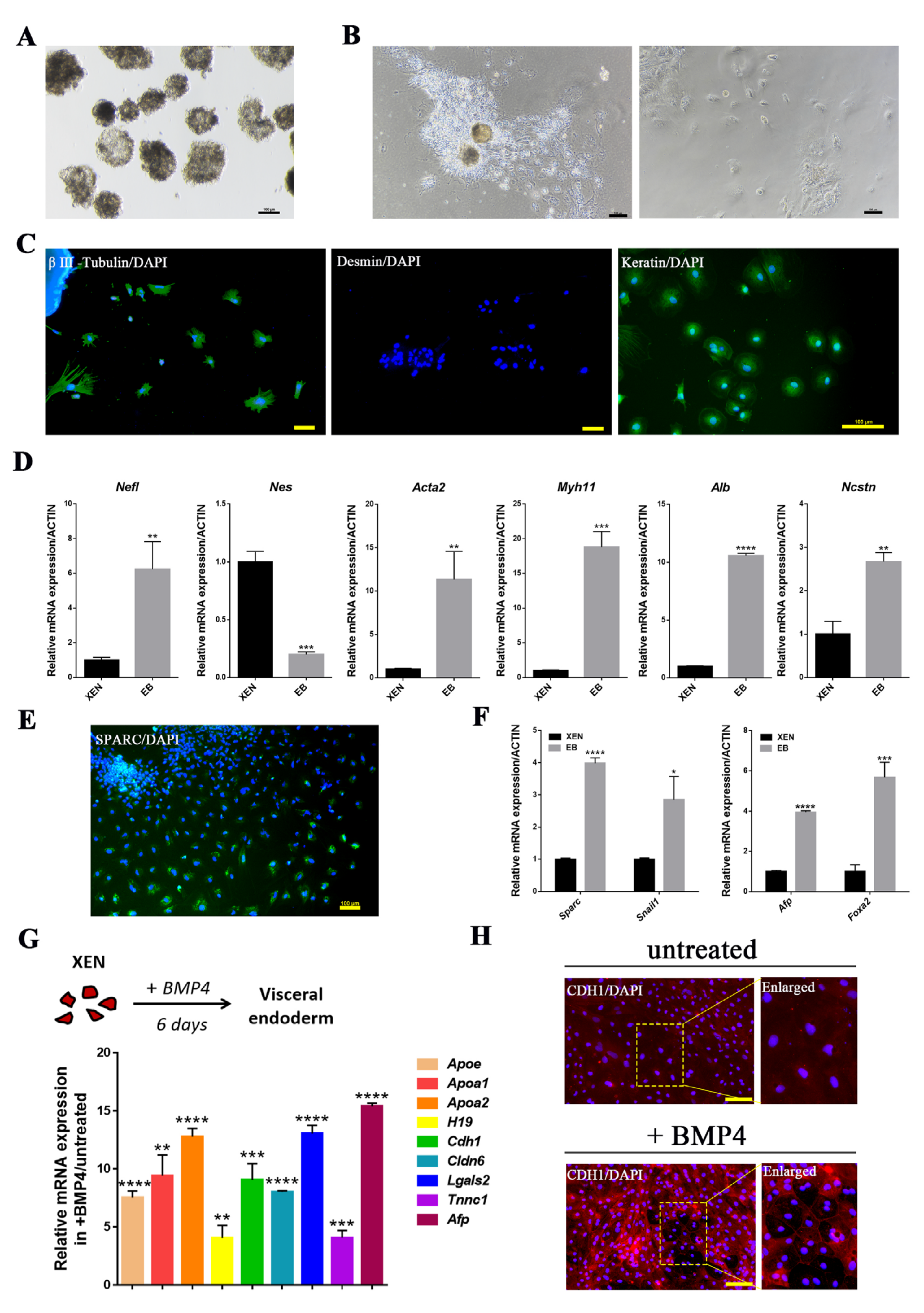 Ijms 22 12918 g003 550