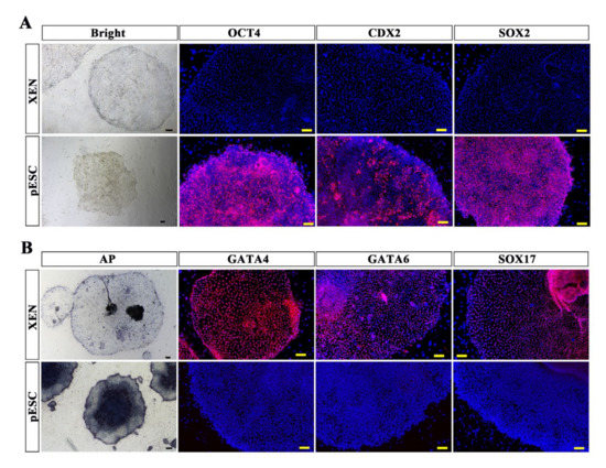 Derivation of Porcine Extra-Embryonic Endoderm Cell Lines Reveals